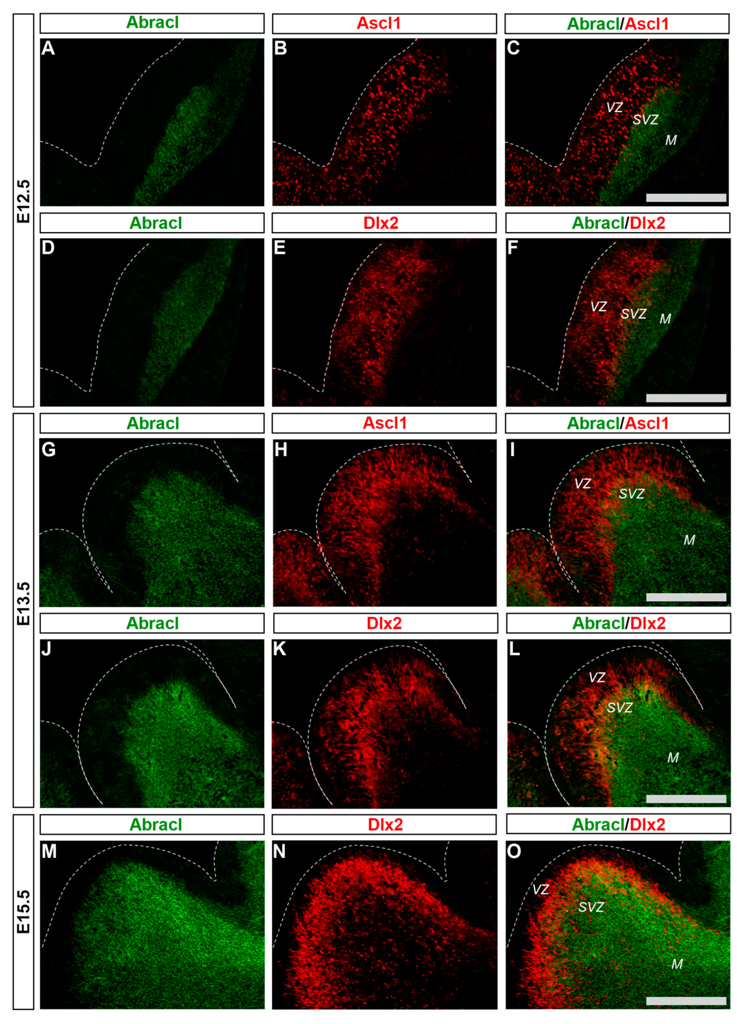 Biomolecules 13 01337 g002 Biomolecules 13 01337 g002