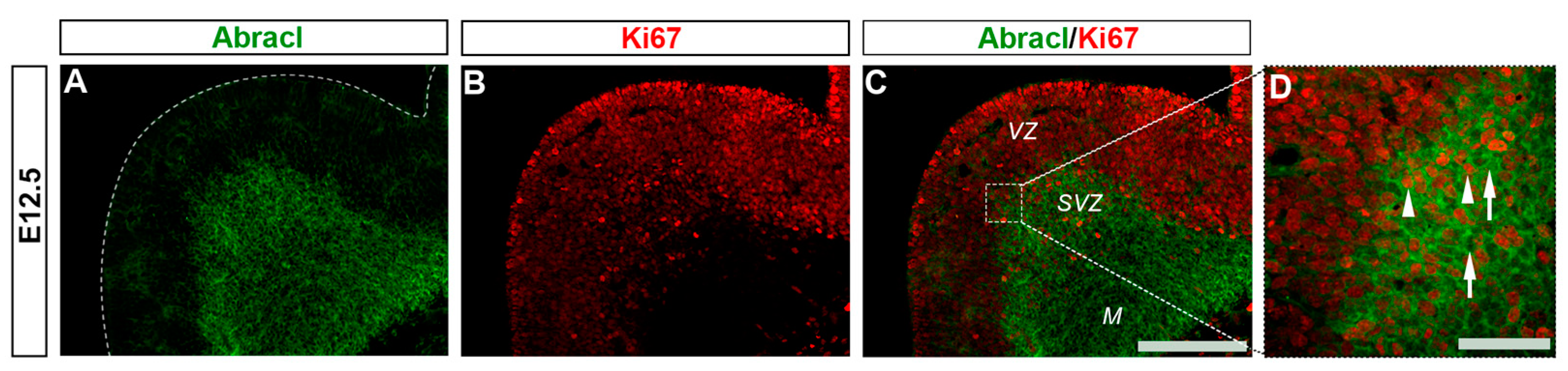 Biomolecules 13 01337 g004 Biomolecules 13 01337 g004