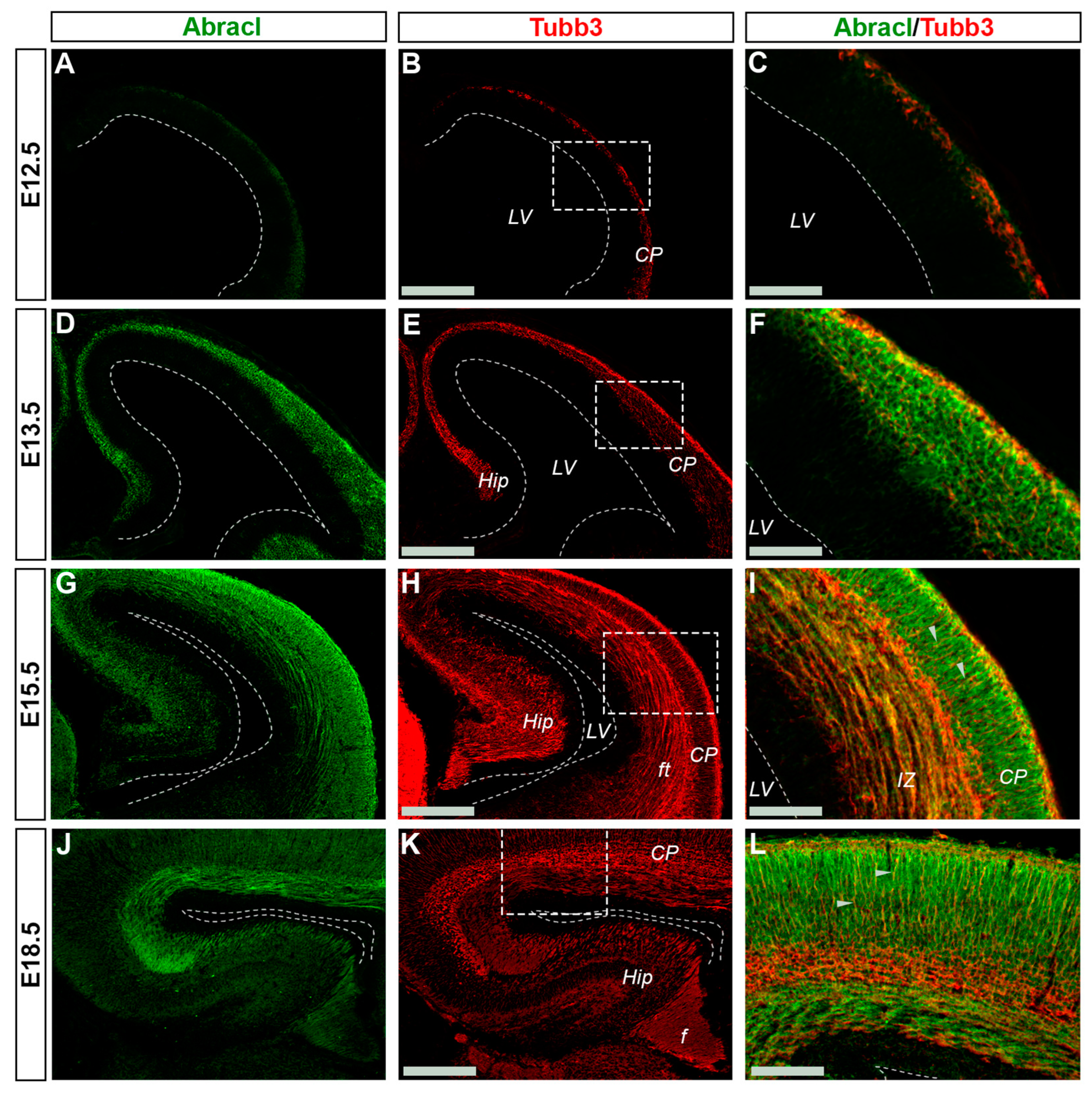 Biomolecules 13 01337 g008 Biomolecules 13 01337 g008