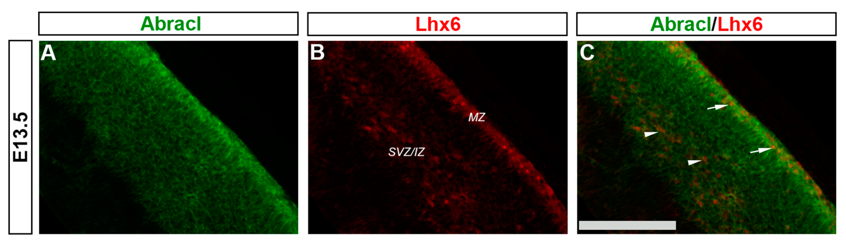Biomolecules 13 01337 g011 Biomolecules 13 01337 g011