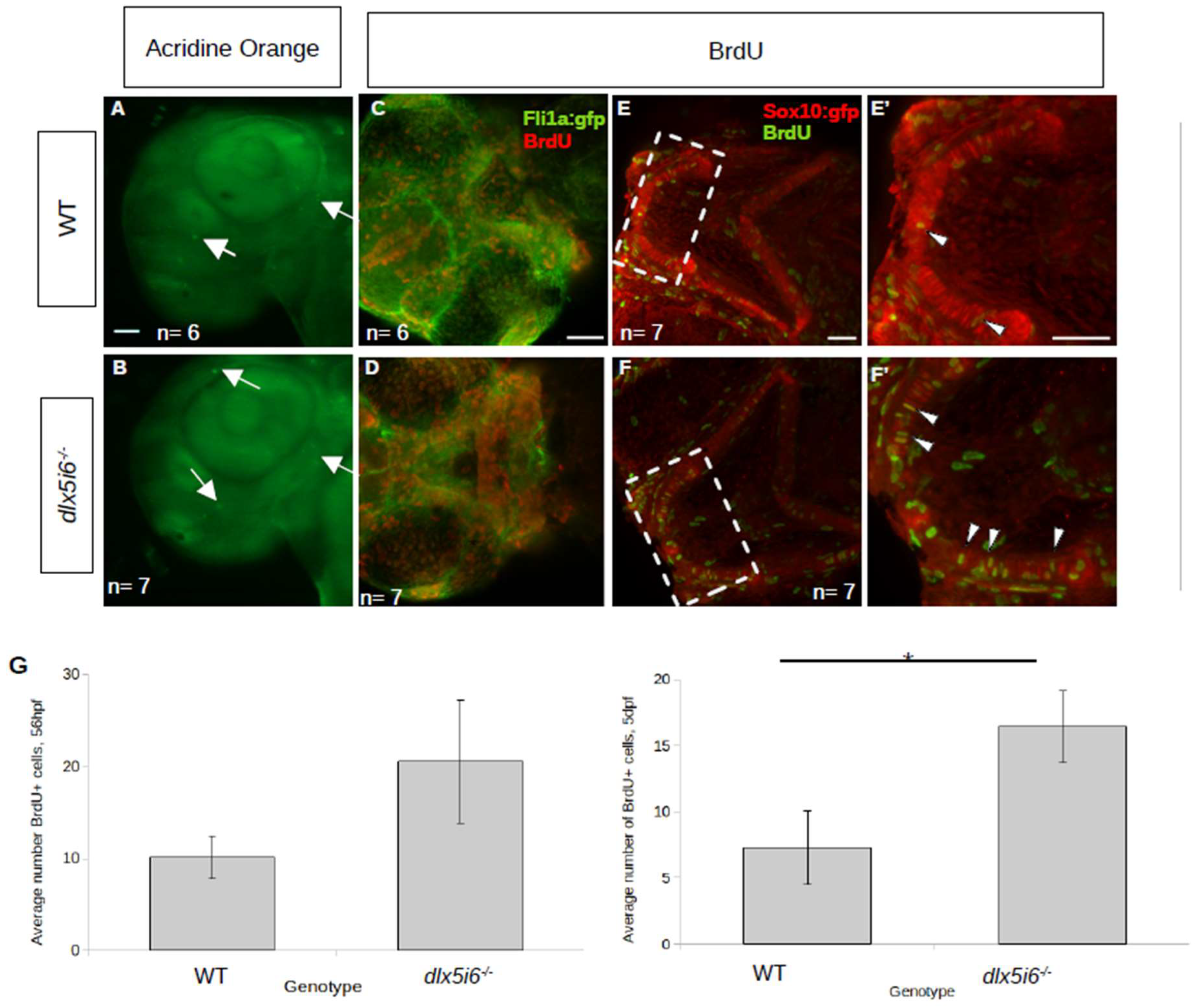 Biomolecules 13 01347 g004 Biomolecules 13 01347 g004