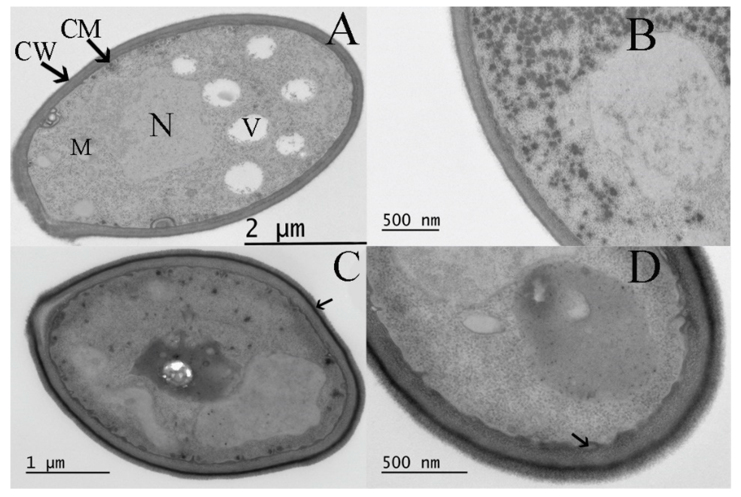 Biomolecules 13 01367 g006