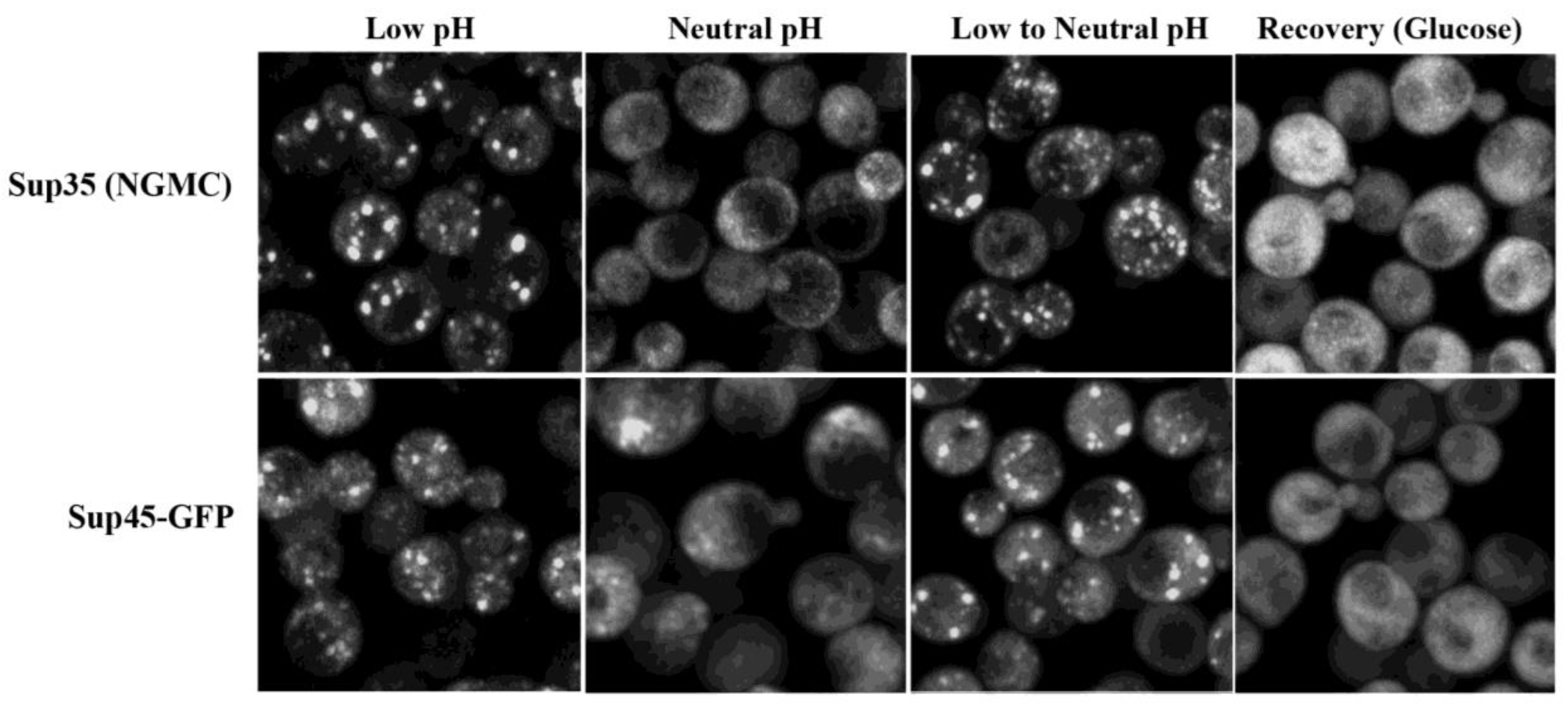 Biomolecules 13 01370 g004