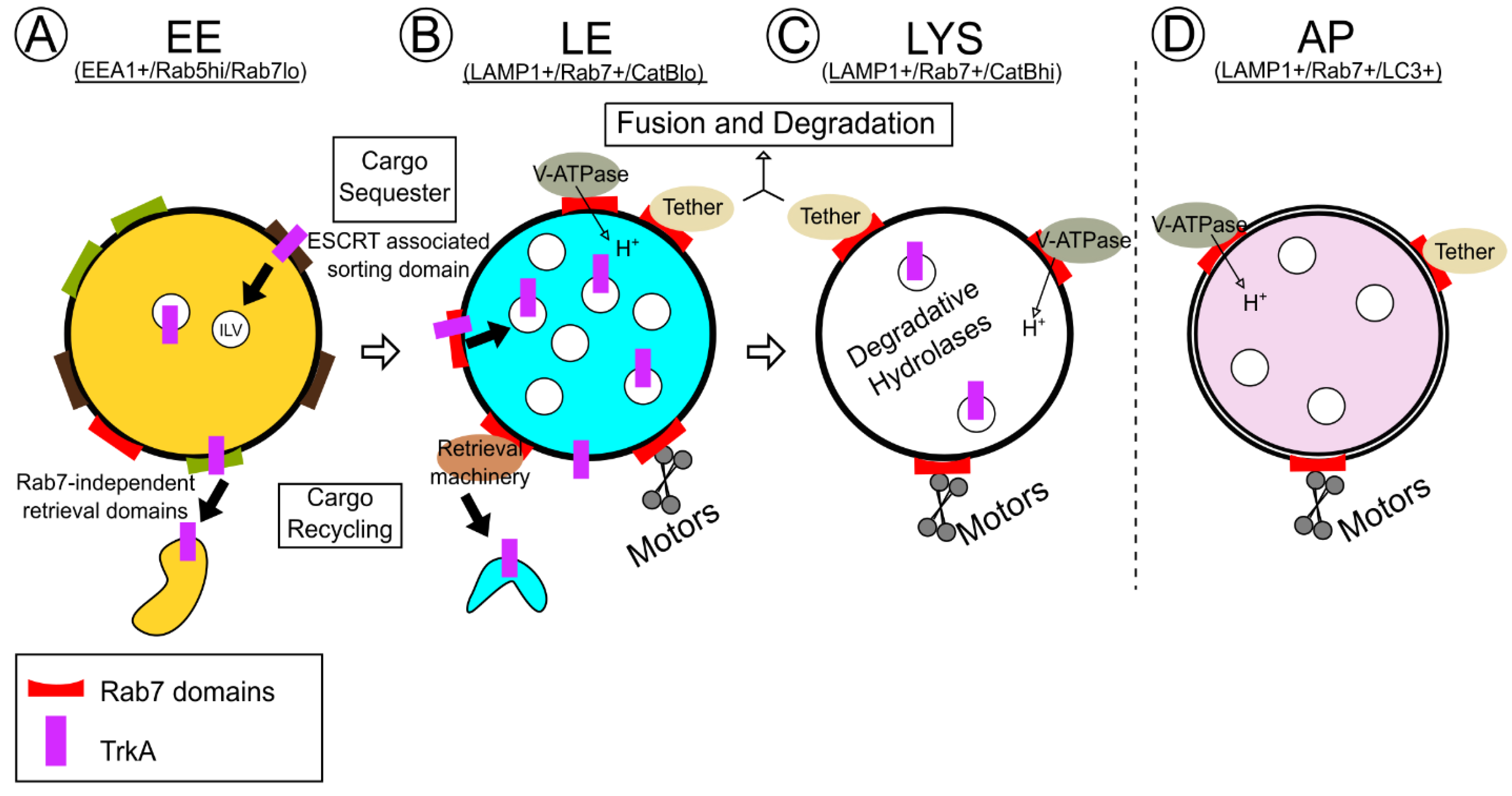 Biomolecules 13 01399 g001