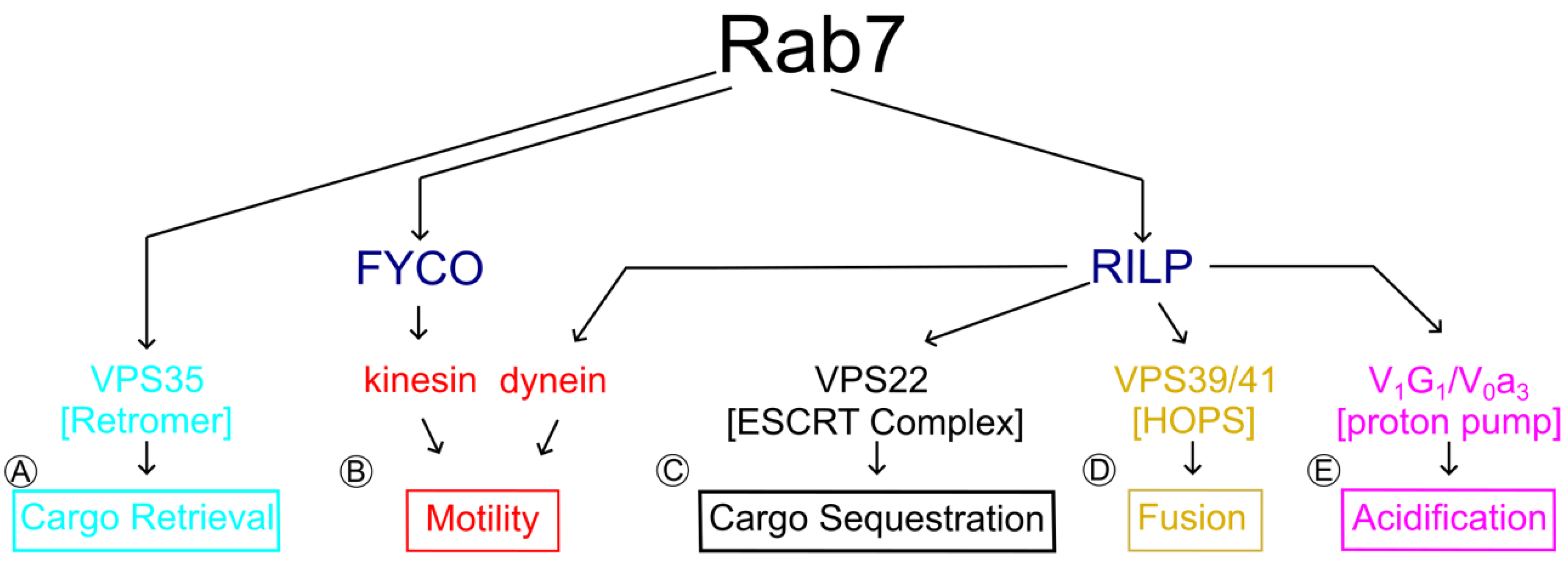 Biomolecules 13 01399 g002