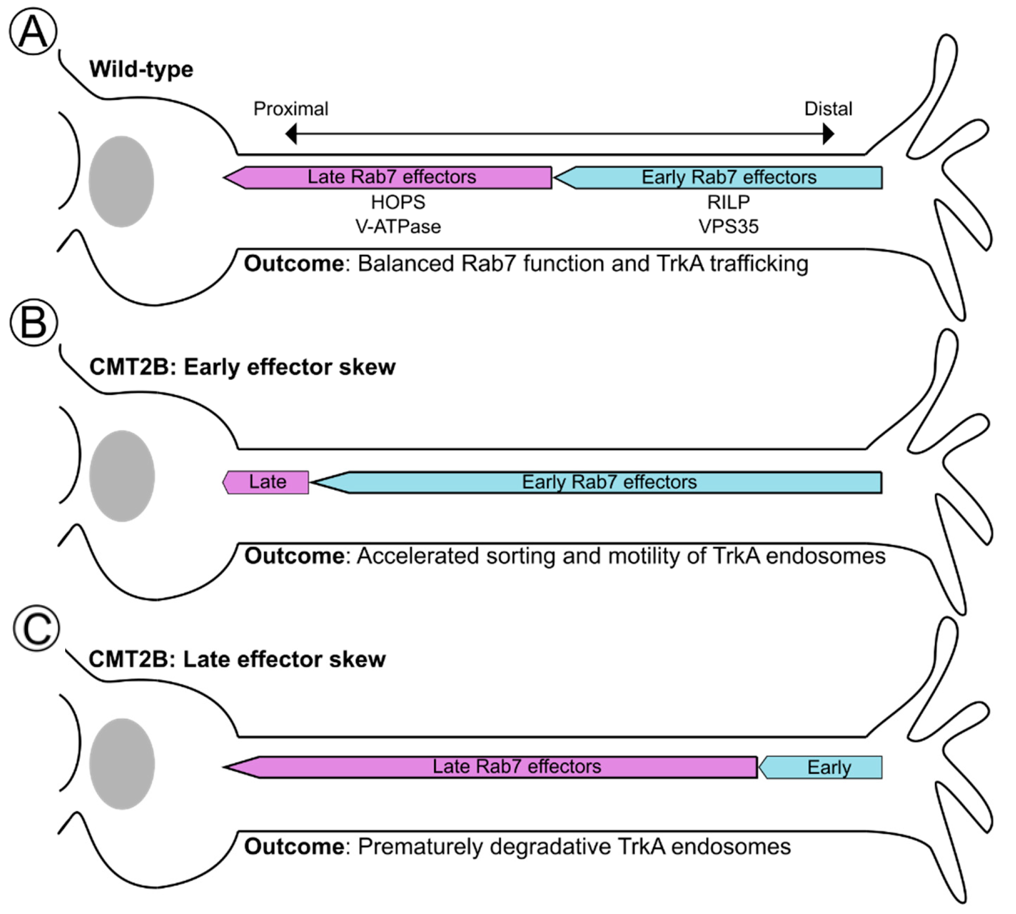 Biomolecules 13 01399 g005