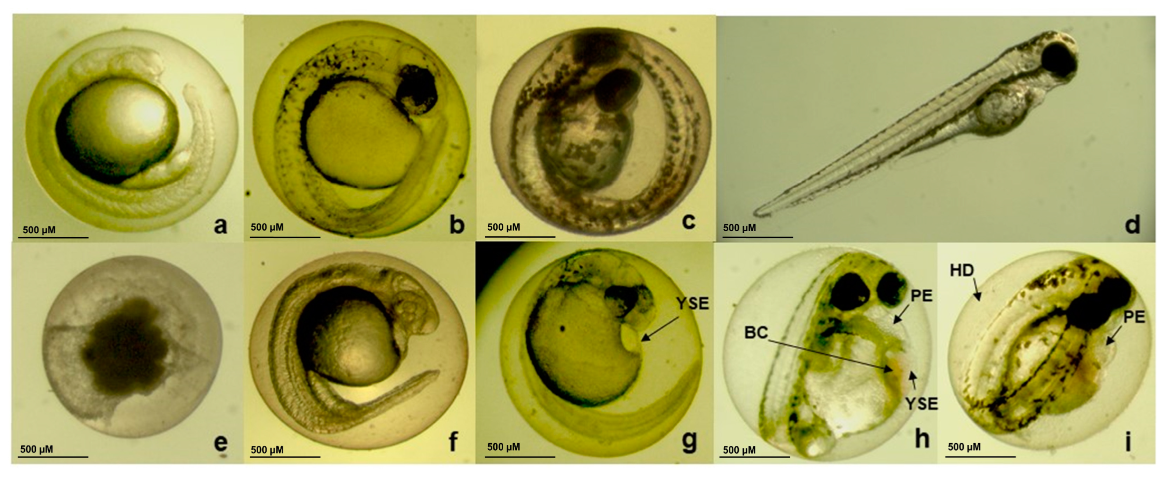Biomolecules 13 01439 g005