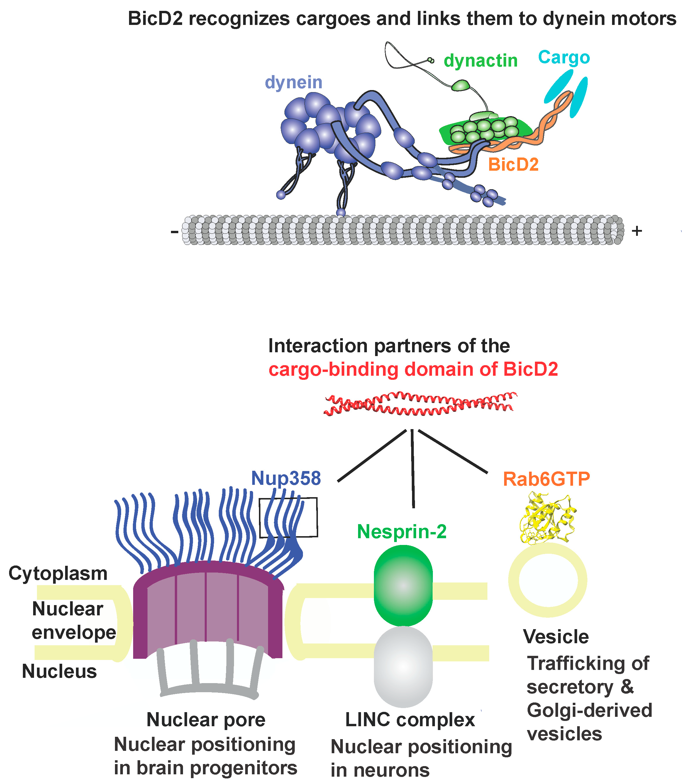 Biomolecules 13 01445 g001 Biomolecules 13 01445 g001