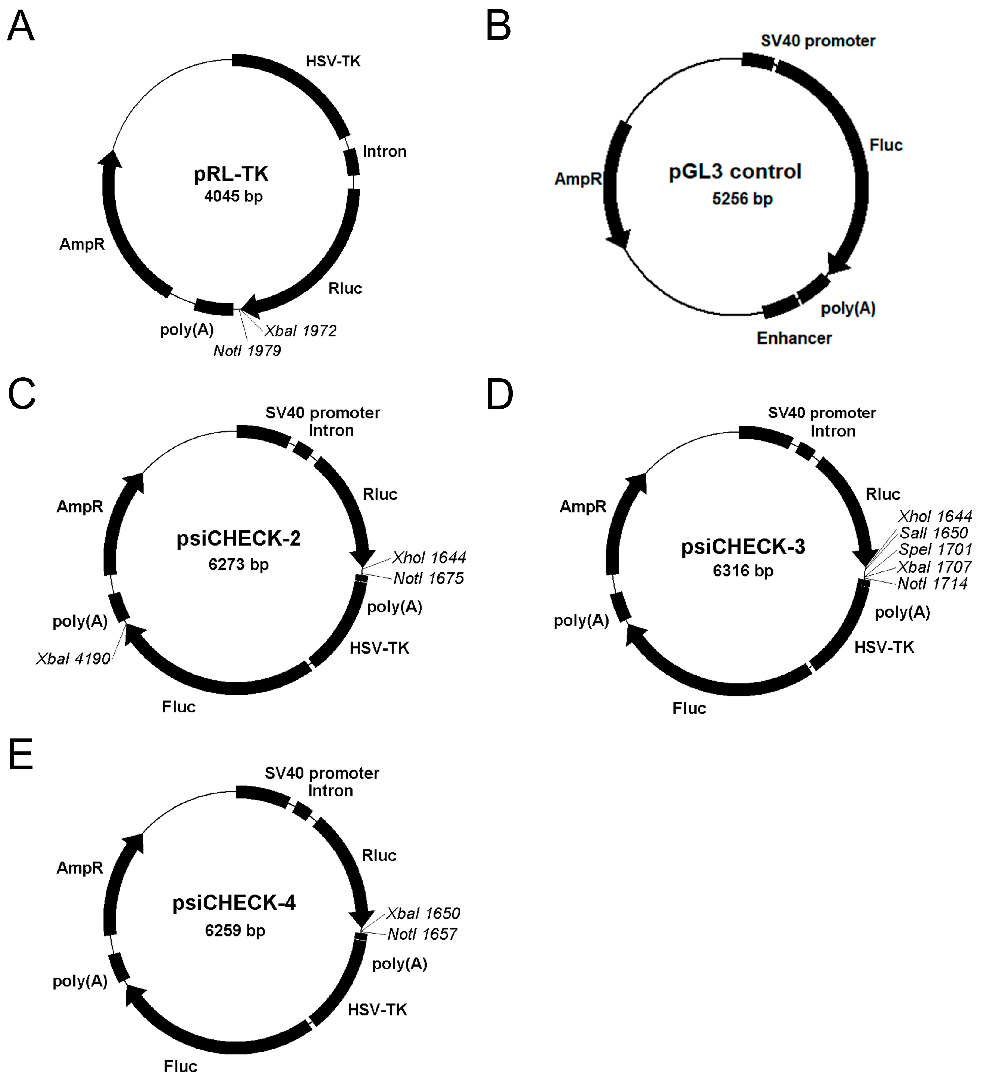 Biomolecules 13 01517 g002 Biomolecules 13 01517 g002