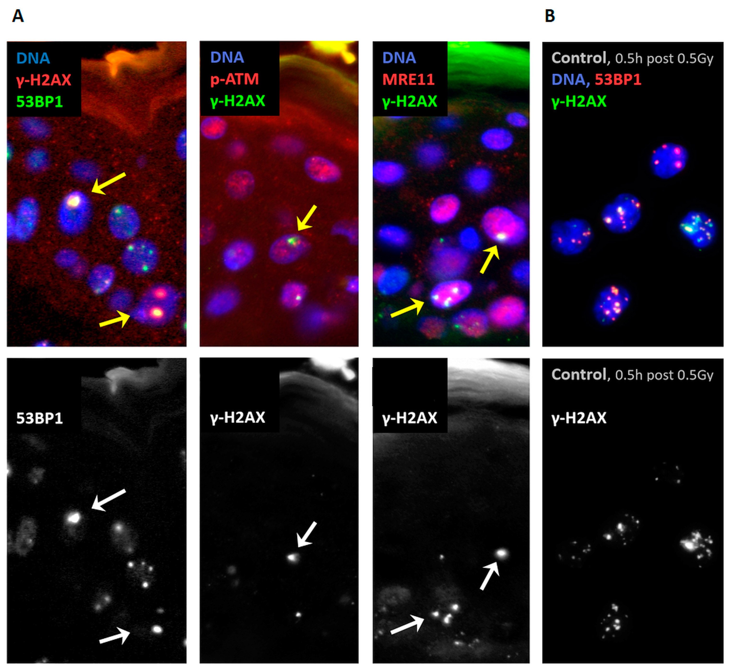 Biomolecules 13 01518 g001