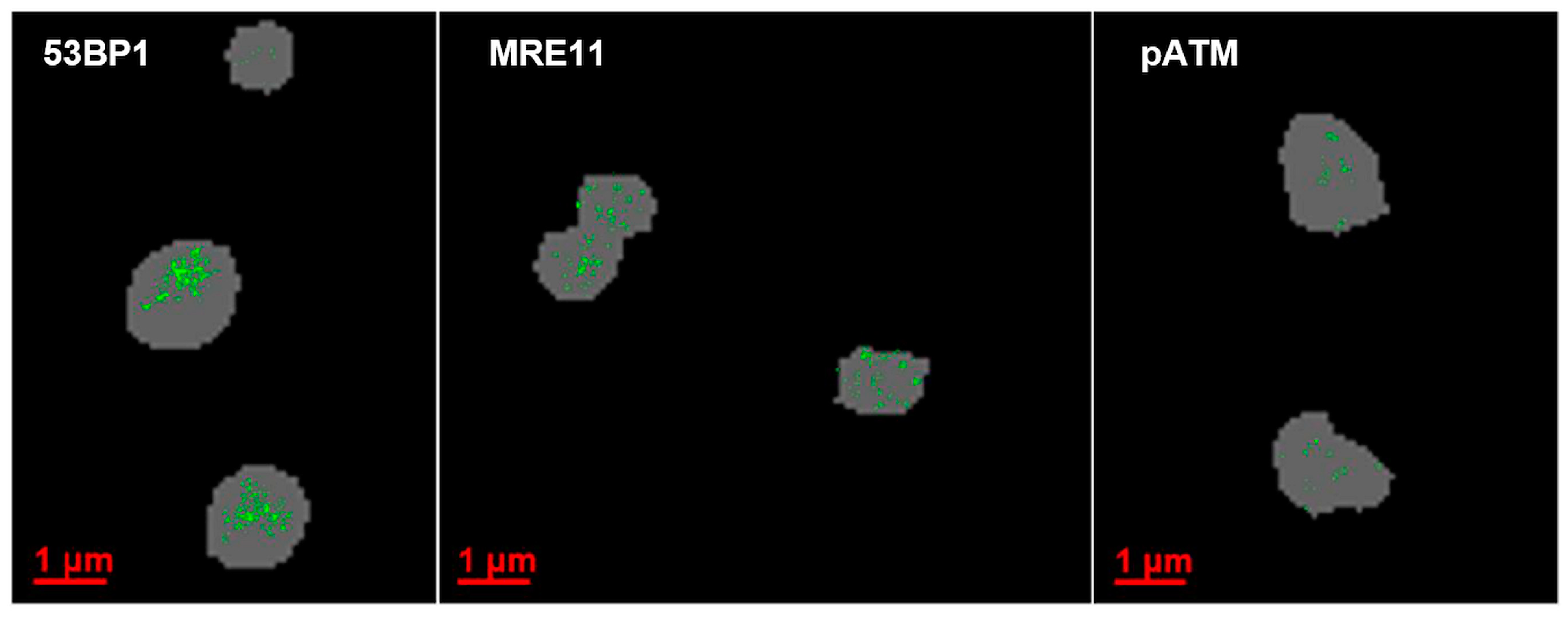 Biomolecules 13 01518 g005