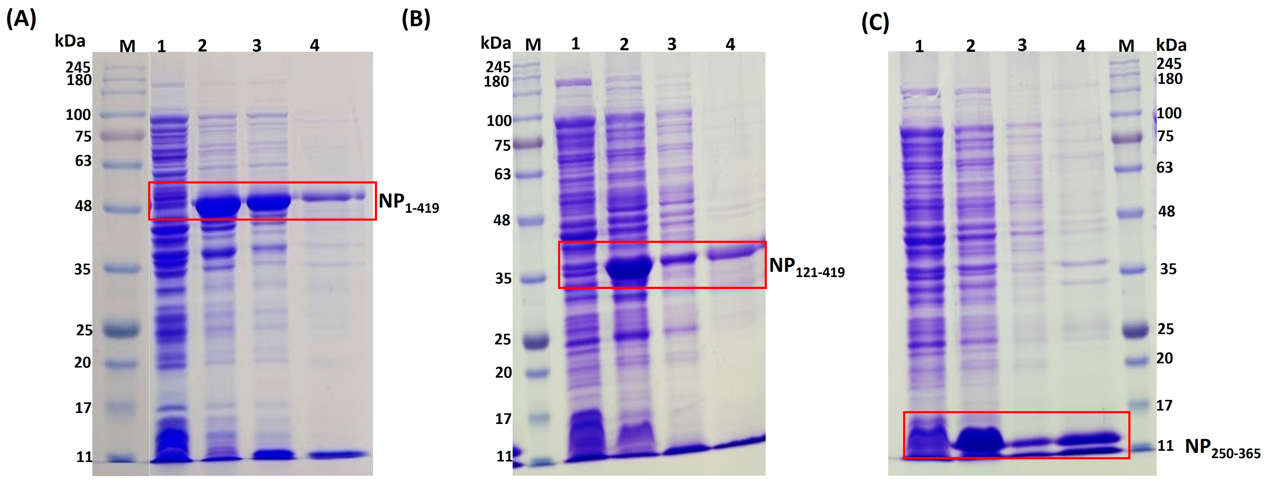 Biomolecules 13 01524 g003 Biomolecules 13 01524 g003