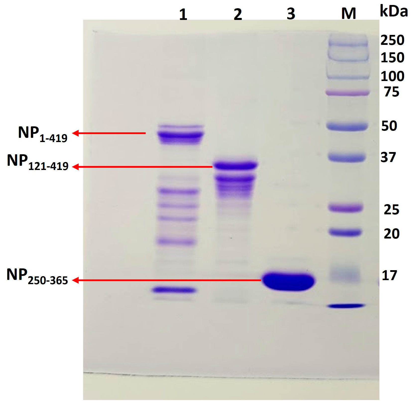 Biomolecules 13 01524 g005 Biomolecules 13 01524 g005