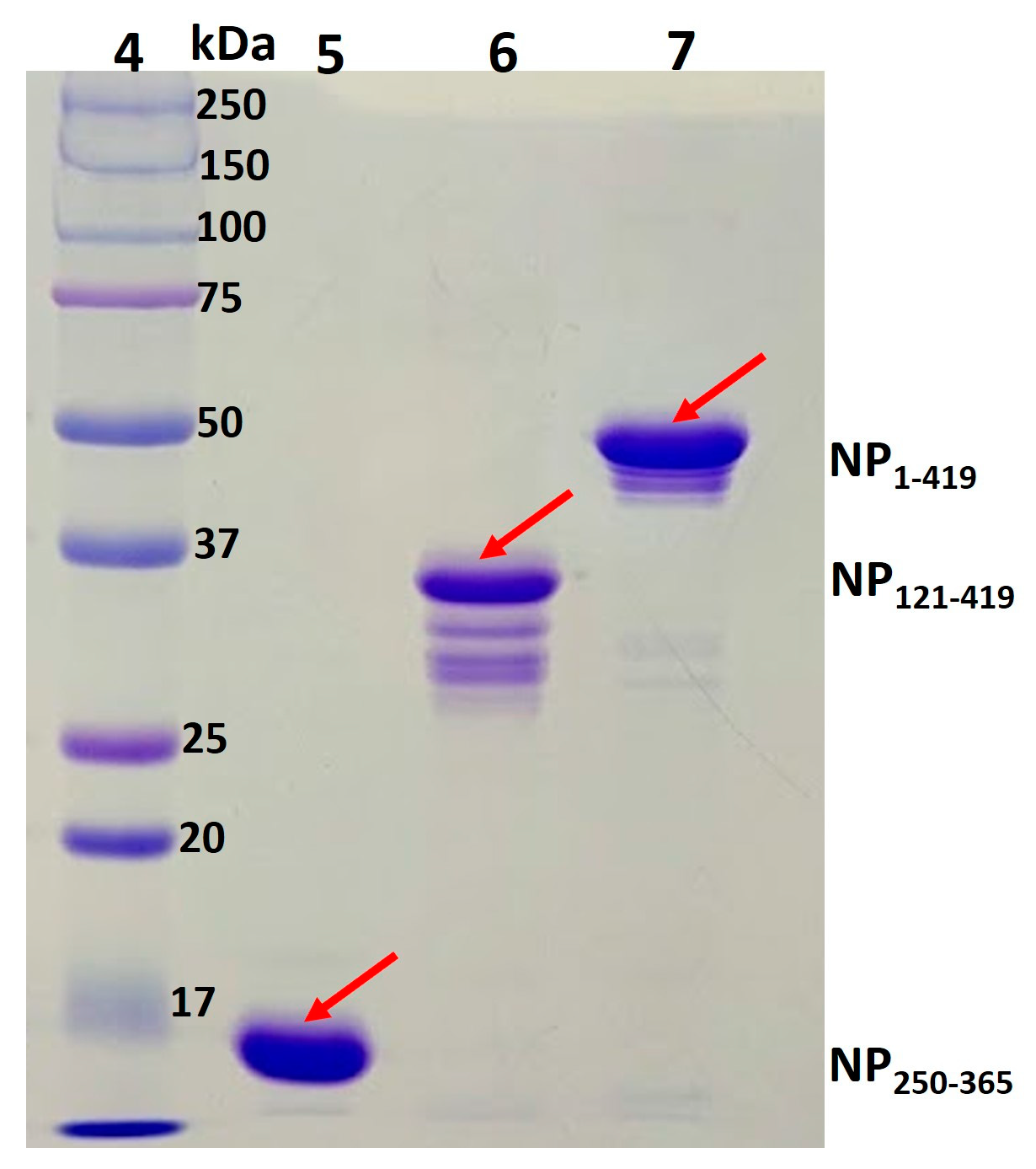 Biomolecules 13 01524 g008 Biomolecules 13 01524 g008