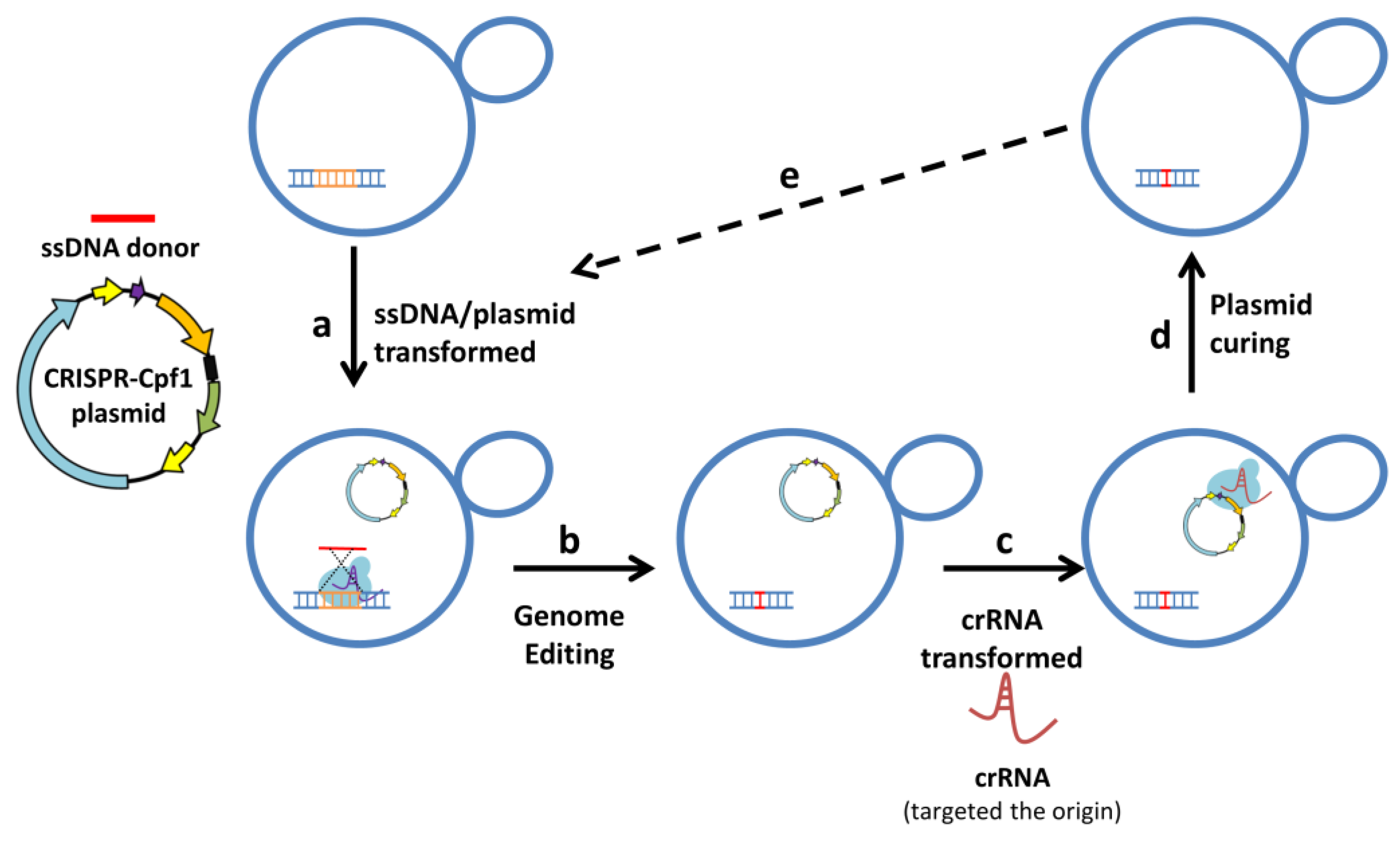 Biomolecules 13 01561 g004