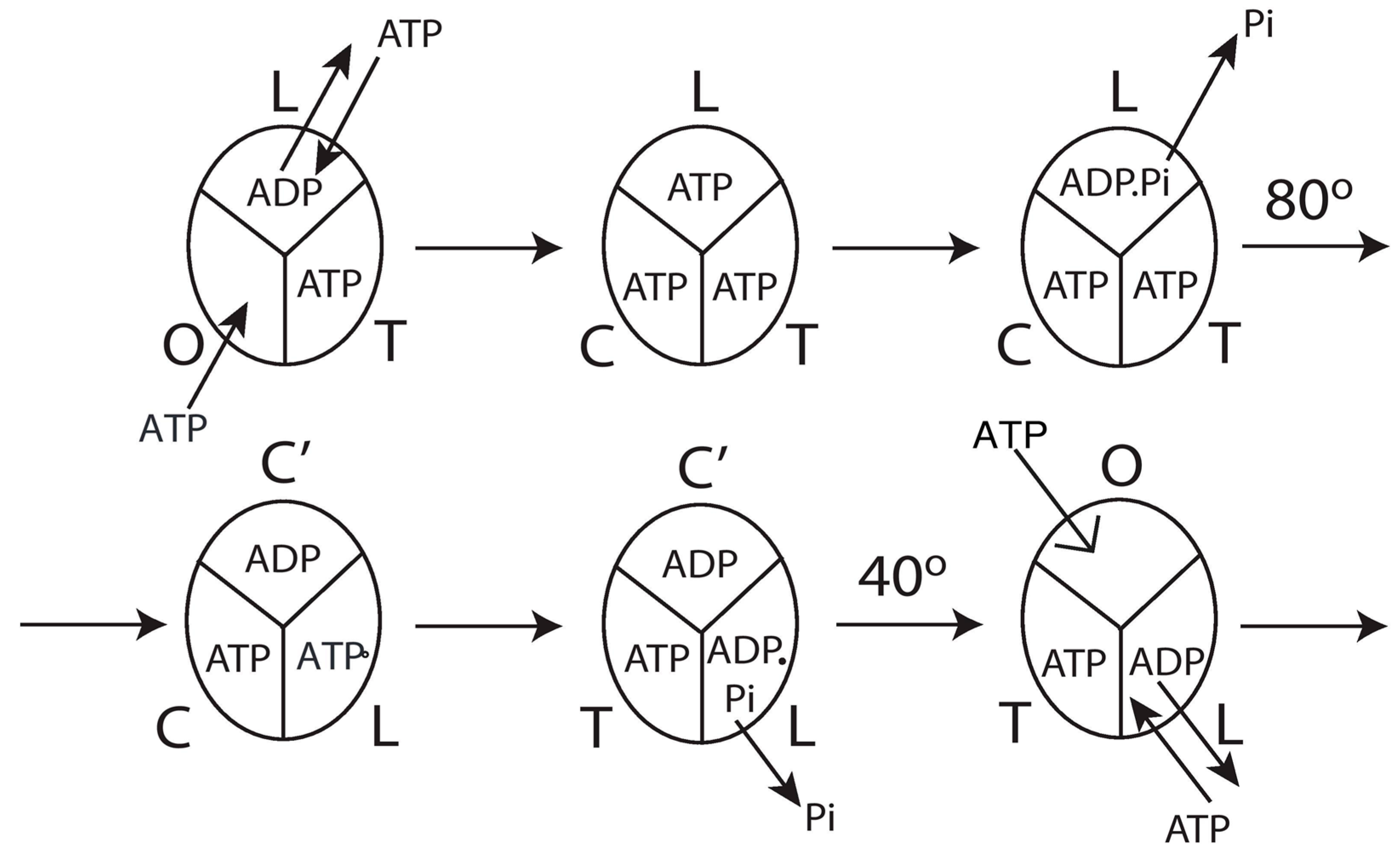 Biomolecules 13 01596 g010