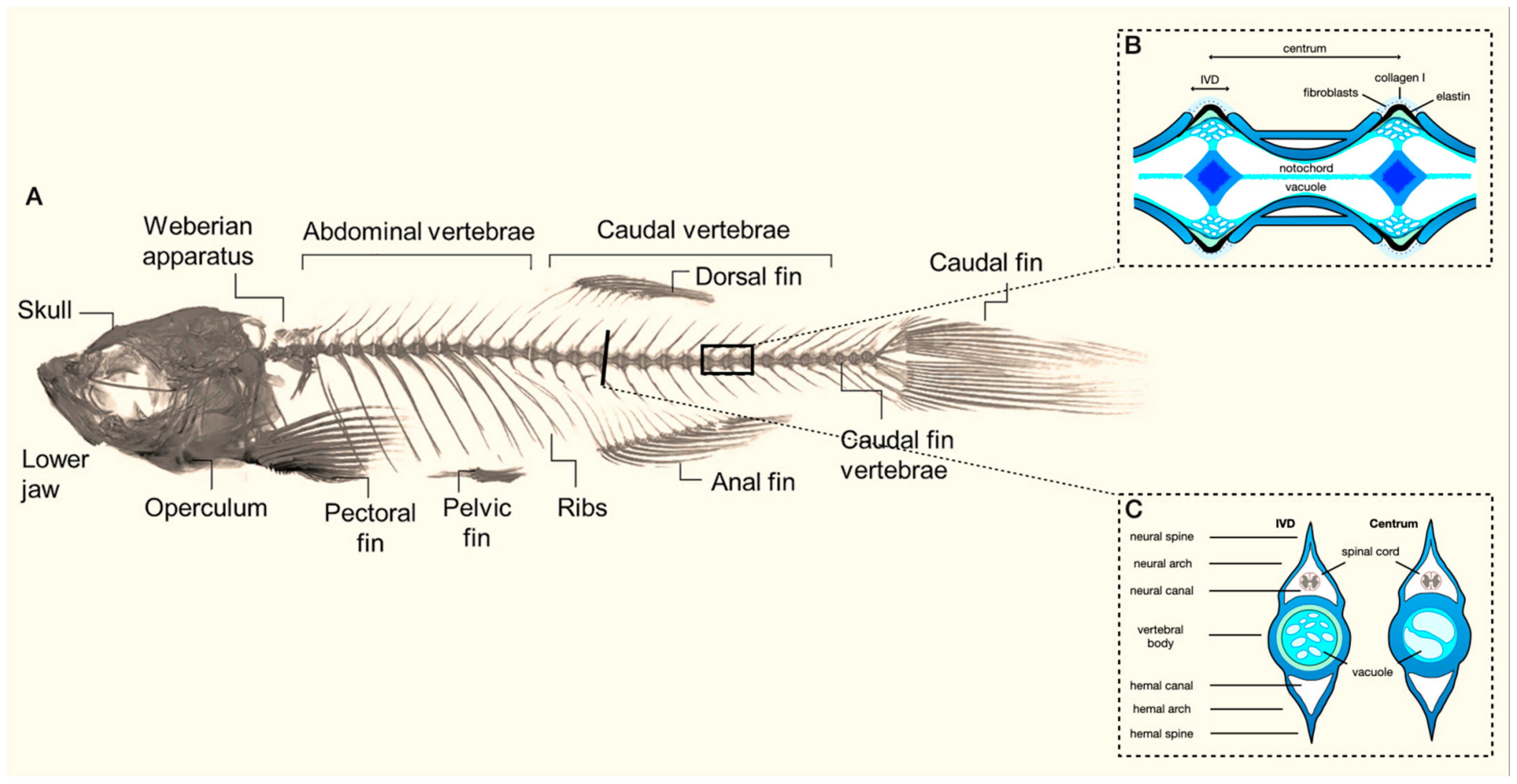 Biomolecules 13 01621 g001