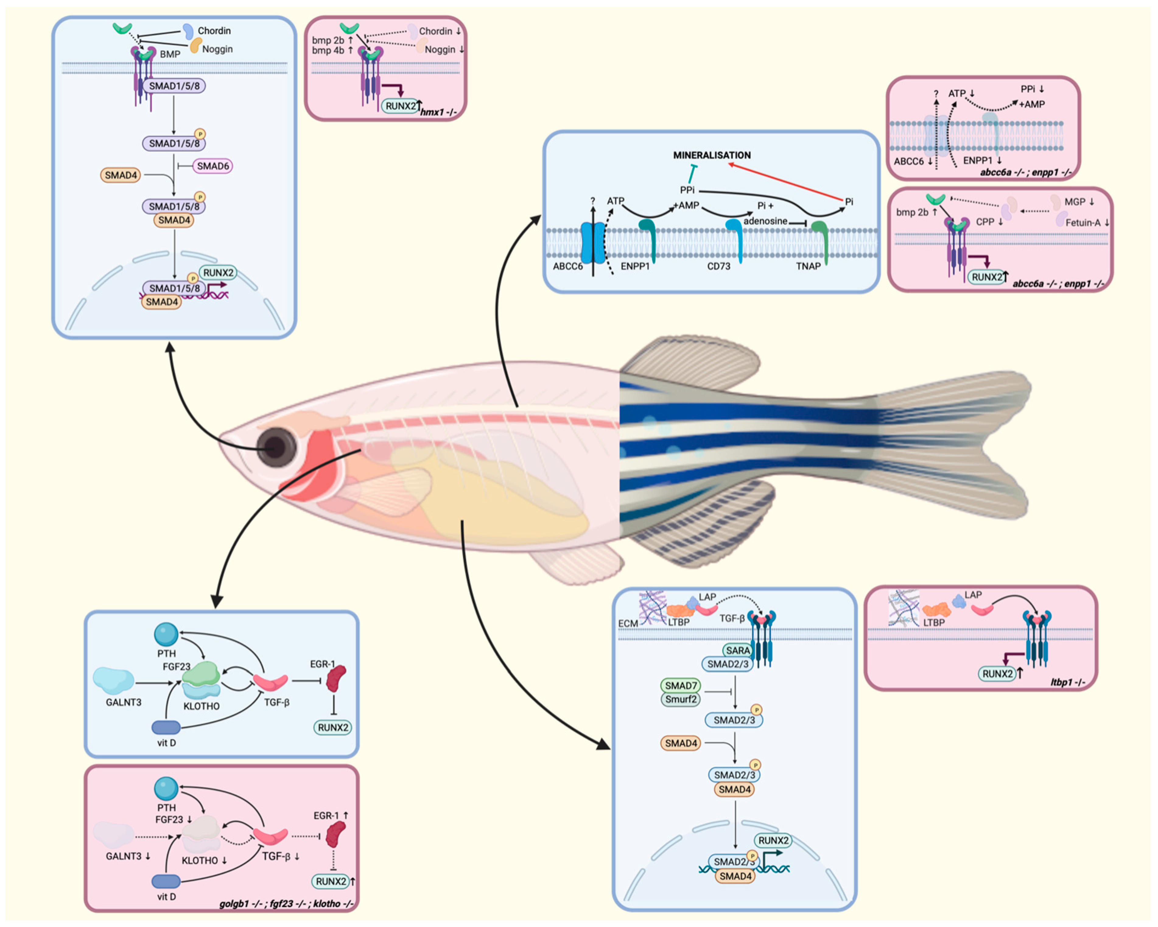 Biomolecules 13 01621 g003