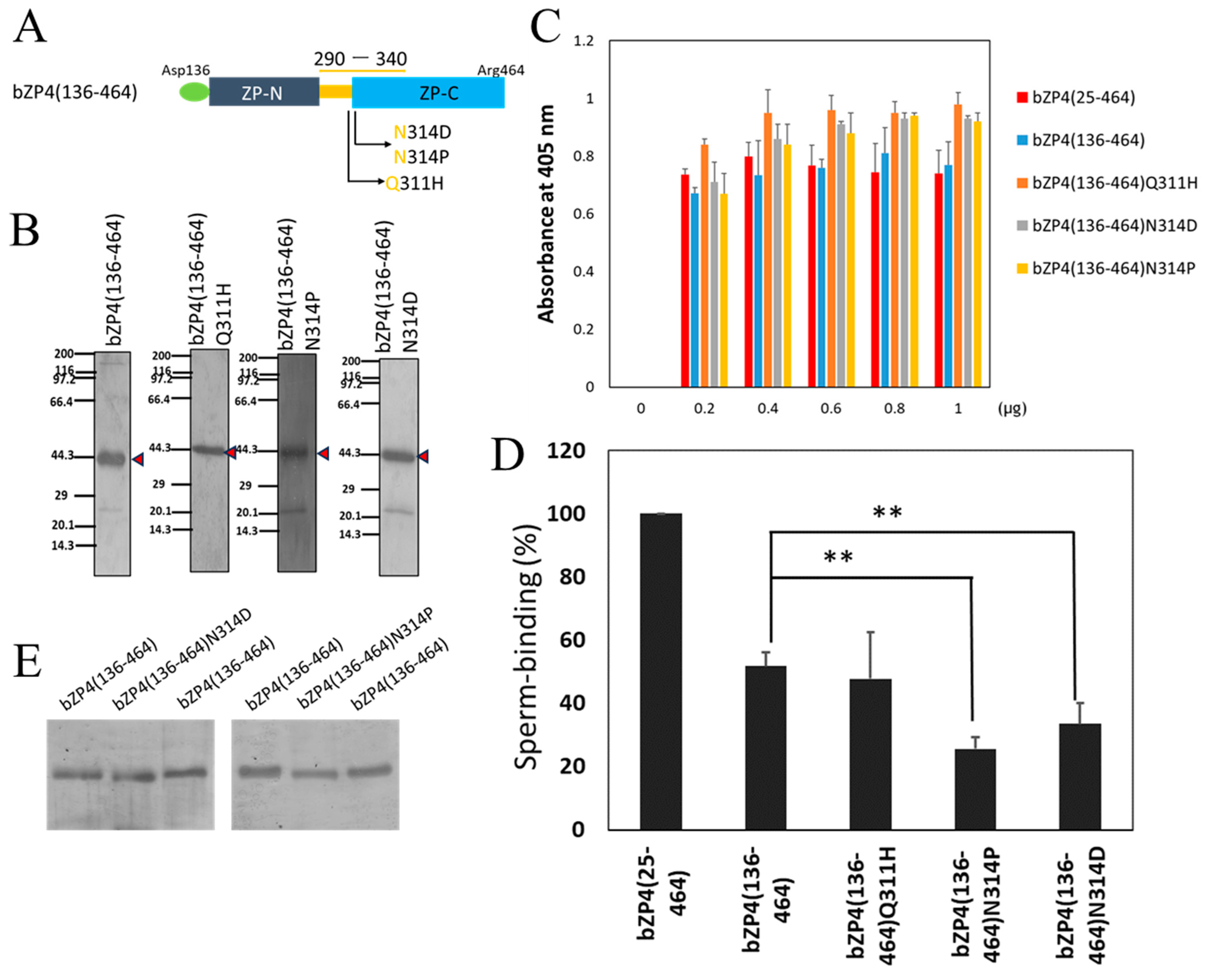 Biomolecules 13 01636 g003 Biomolecules 13 01636 g003