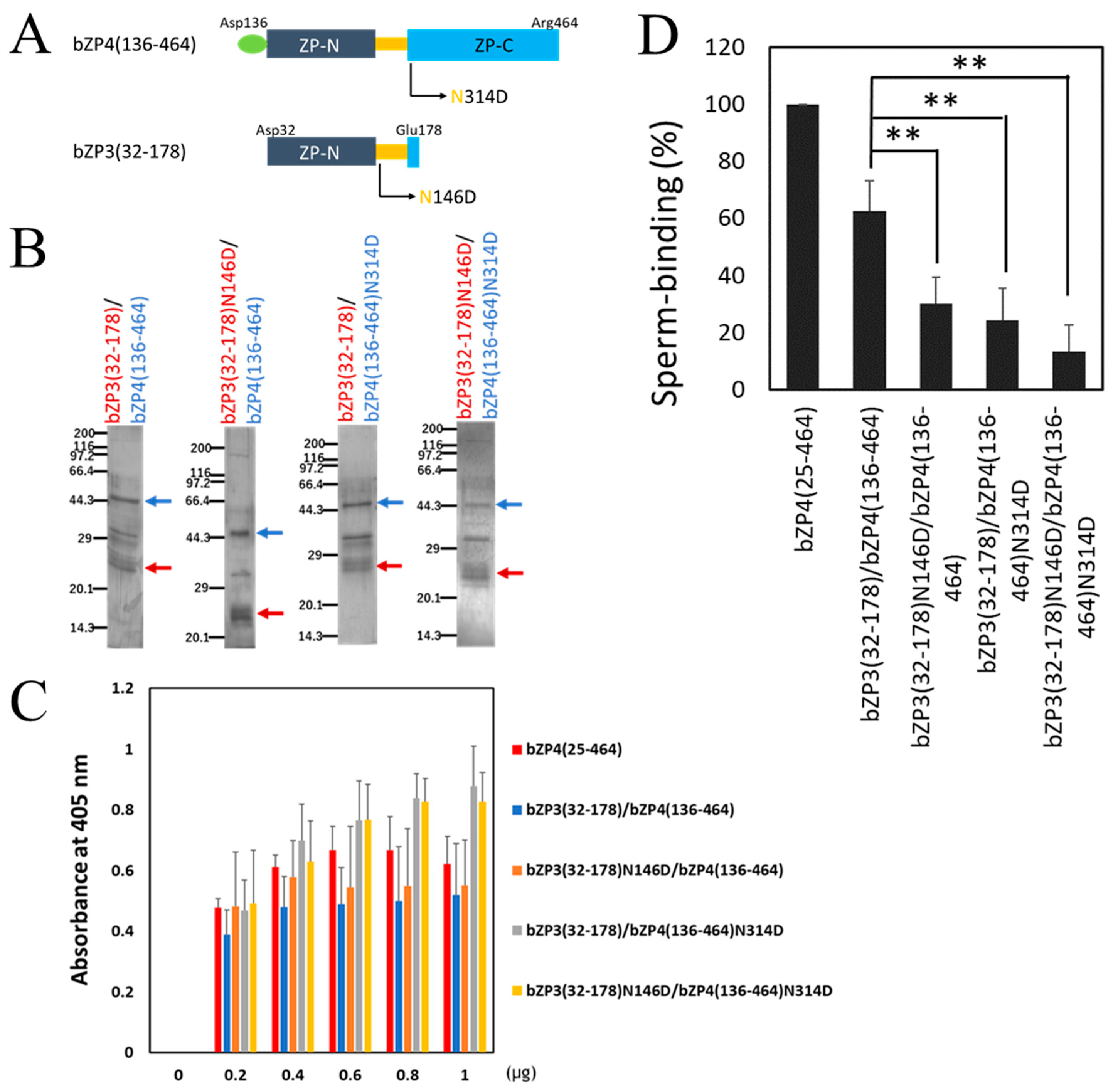 Biomolecules 13 01636 g004 Biomolecules 13 01636 g004