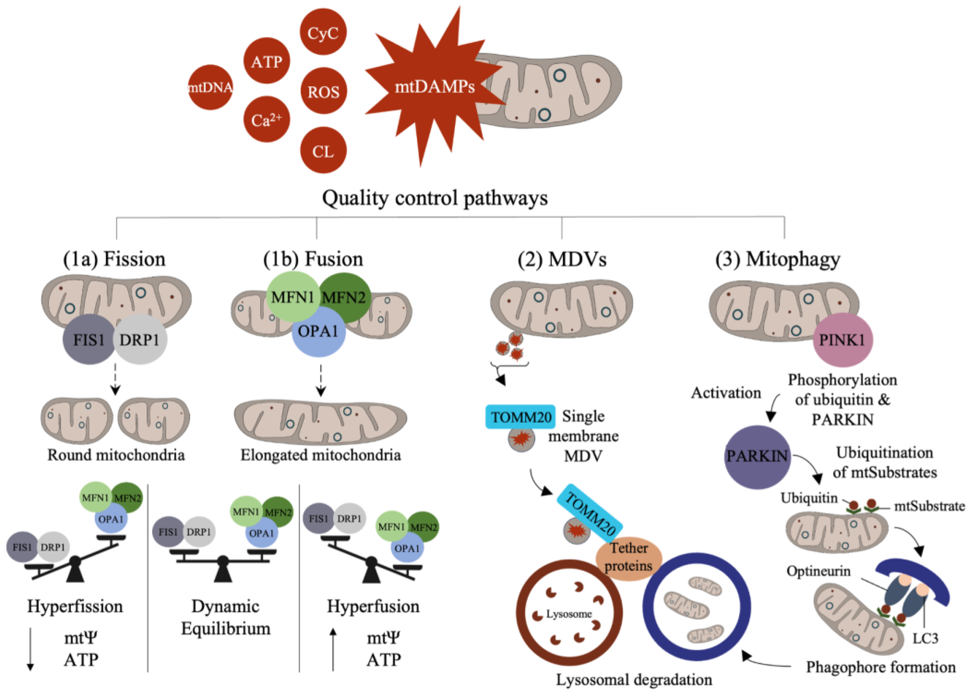 Biomolecules 13 01638 g002