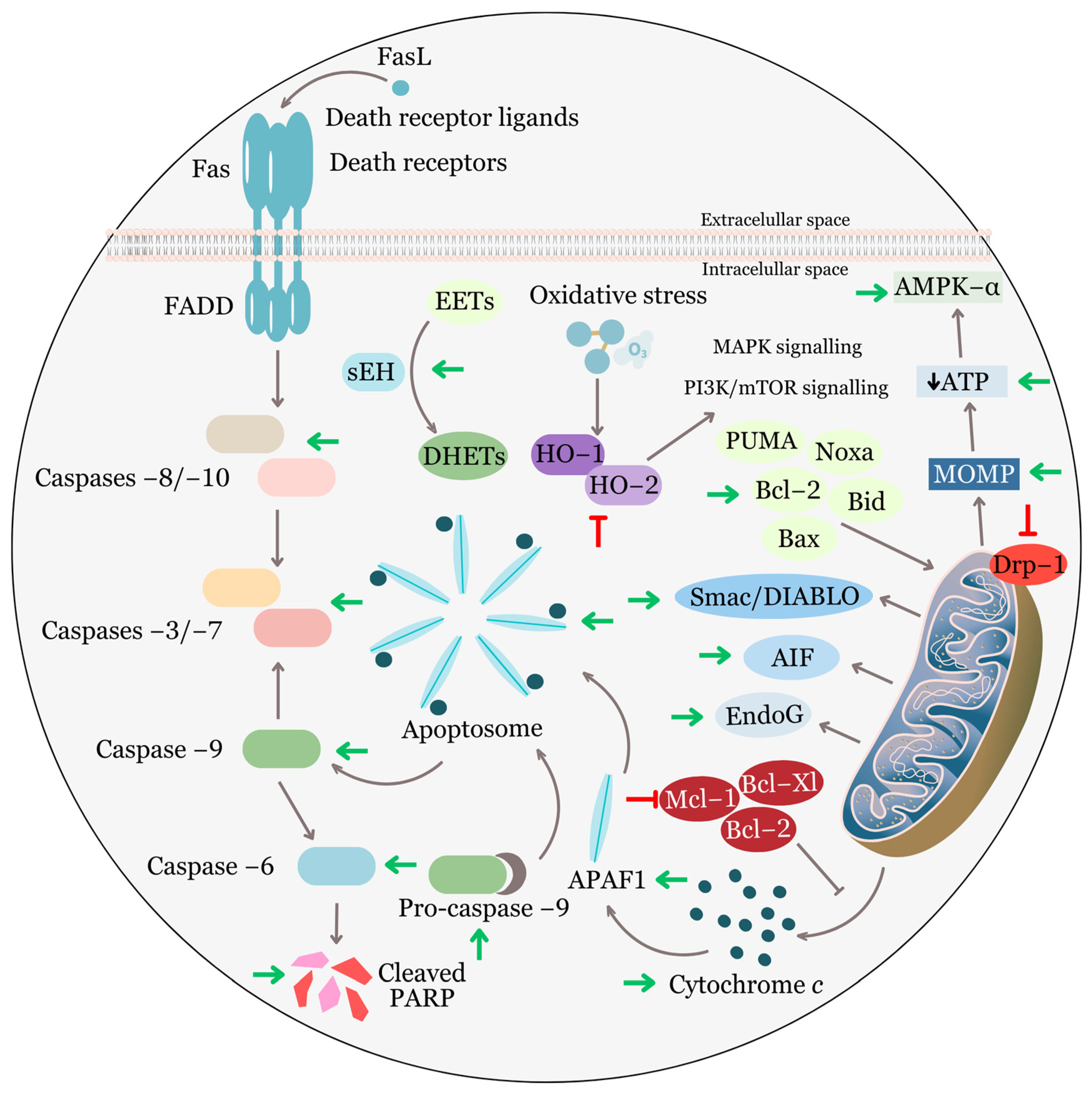 Biomolecules 13 01653 g004