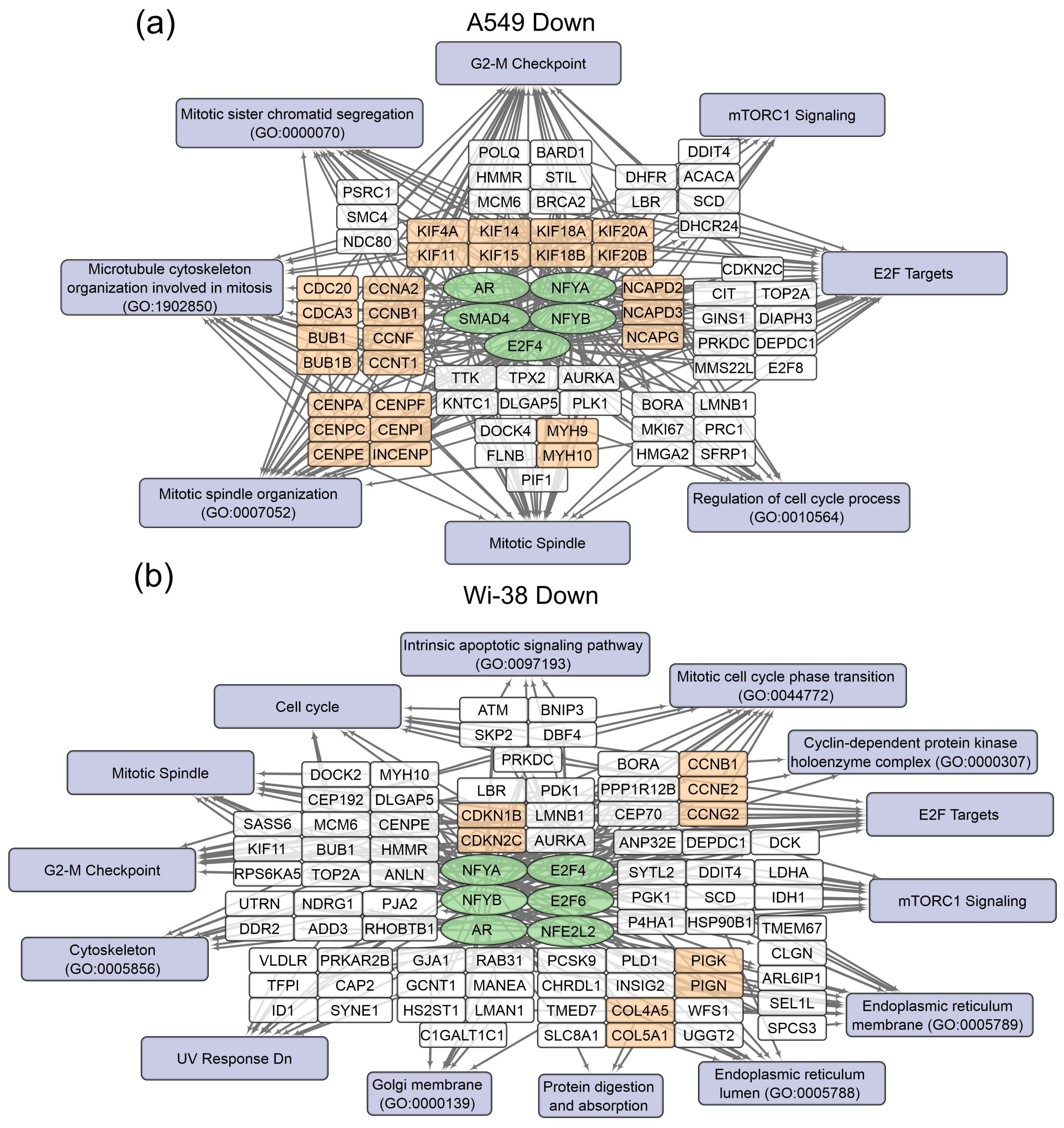 Biomolecules 13 01672 g005