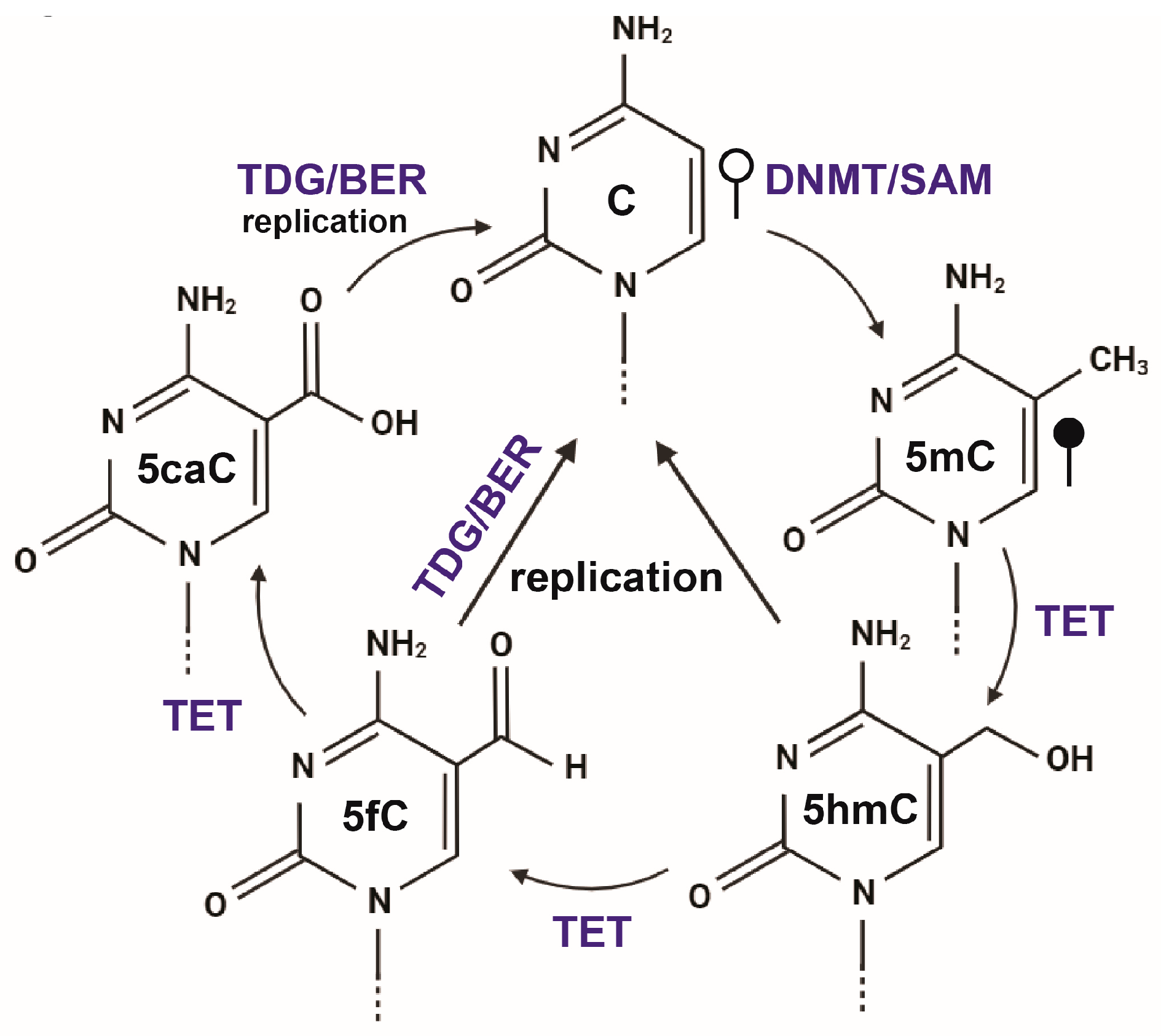 Biomolecules 13 01684 g003