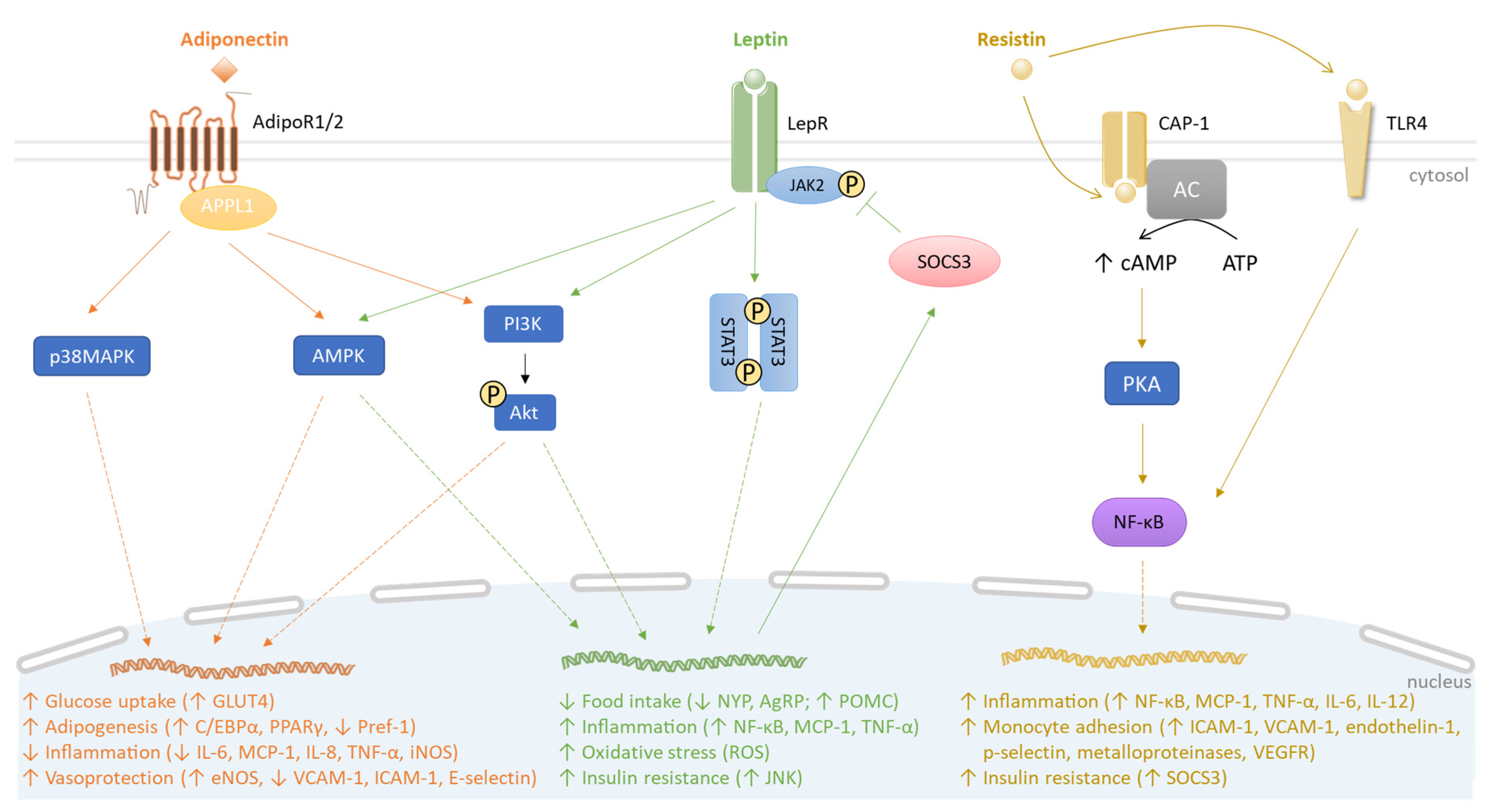 Biomolecules 13 01692 g001
