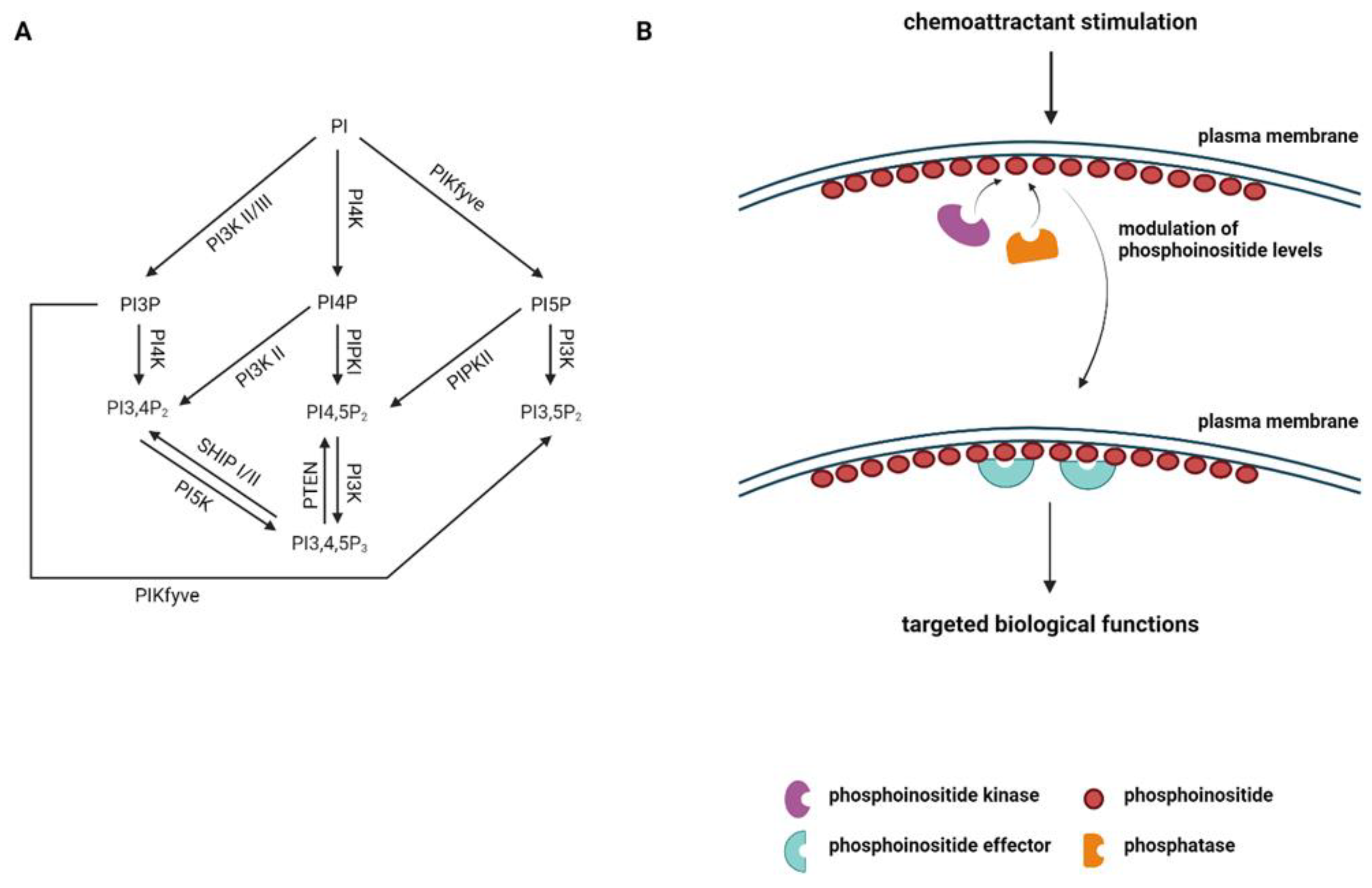 Biomolecules 13 01705 g001