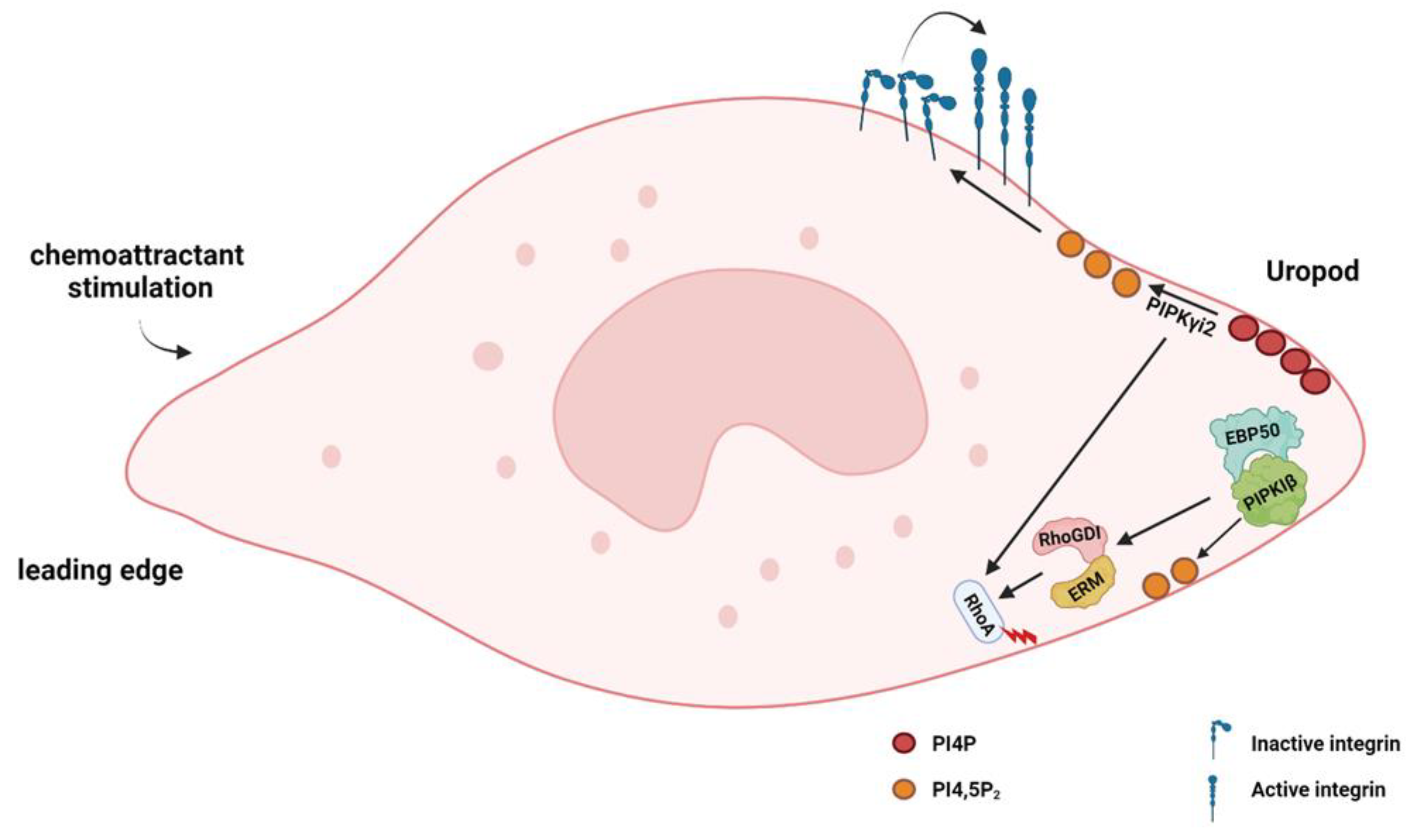 Biomolecules 13 01705 g003