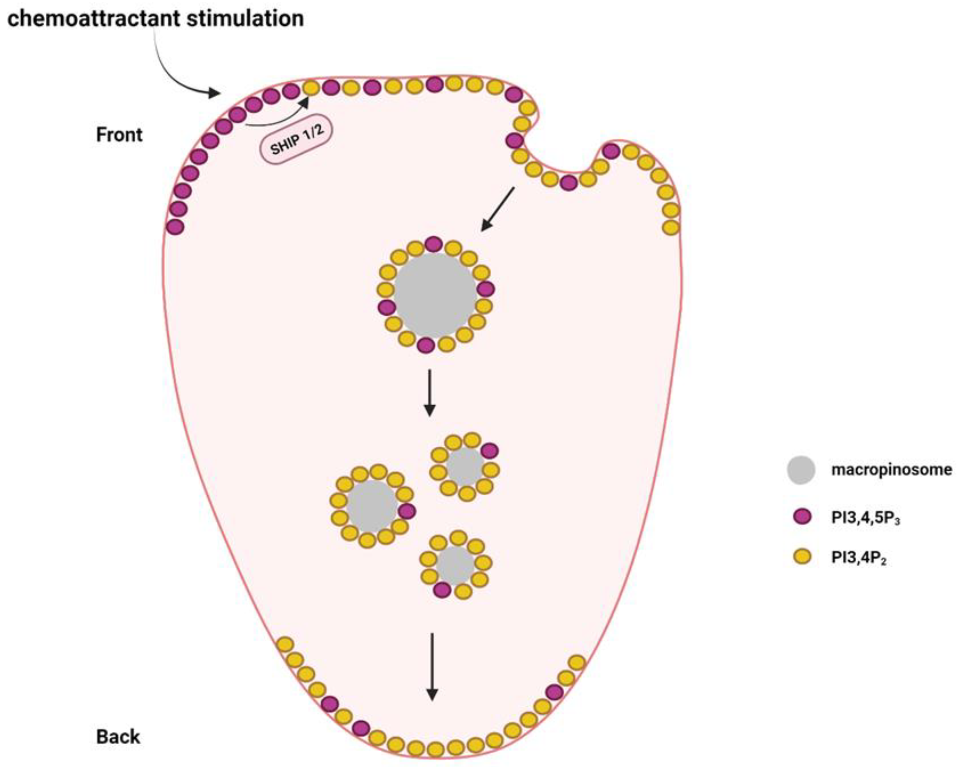 Biomolecules 13 01705 g004