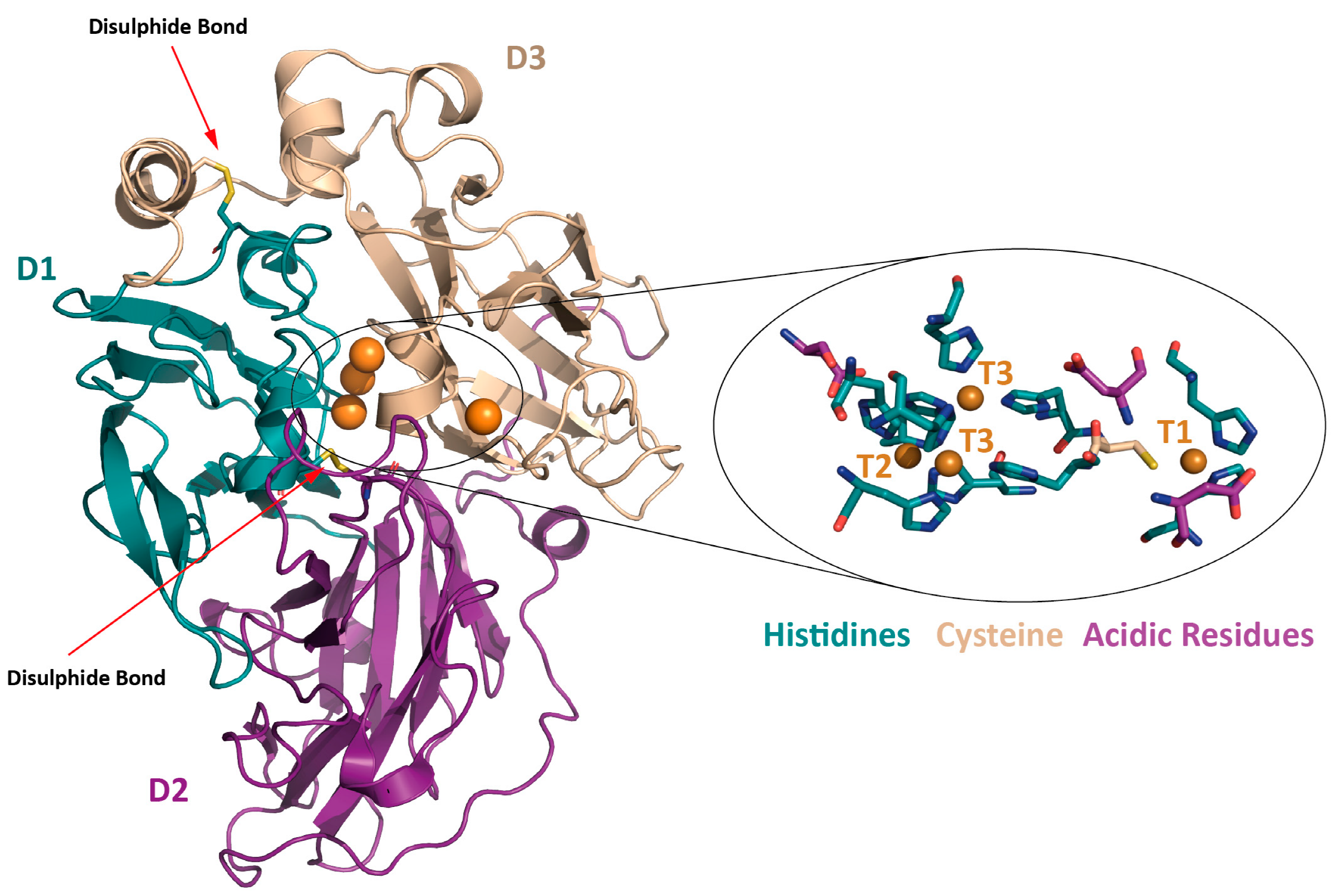 Biomolecules 13 01716 g001