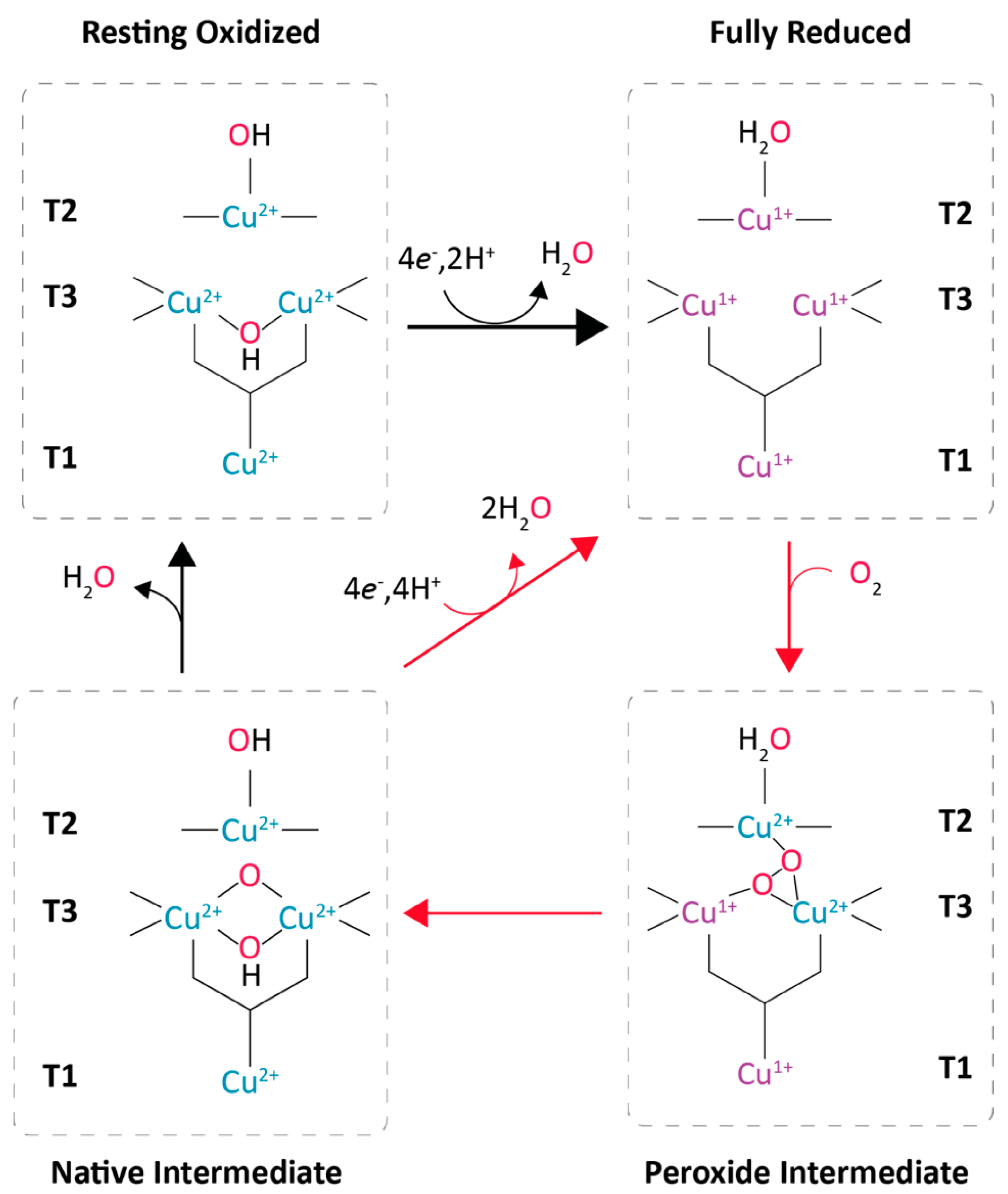 Biomolecules 13 01716 g003