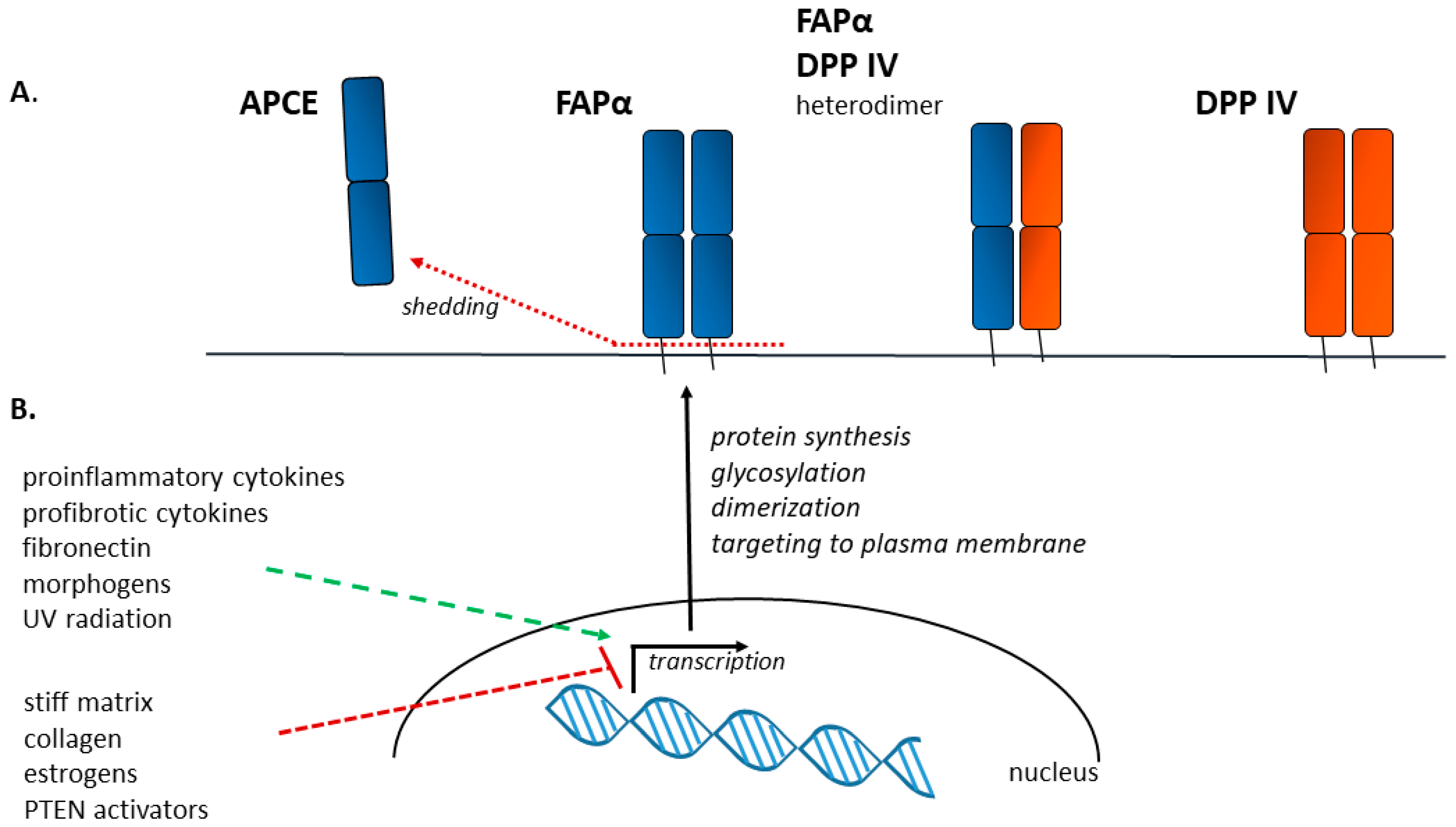 Biomolecules 13 01718 g001 Biomolecules 13 01718 g001