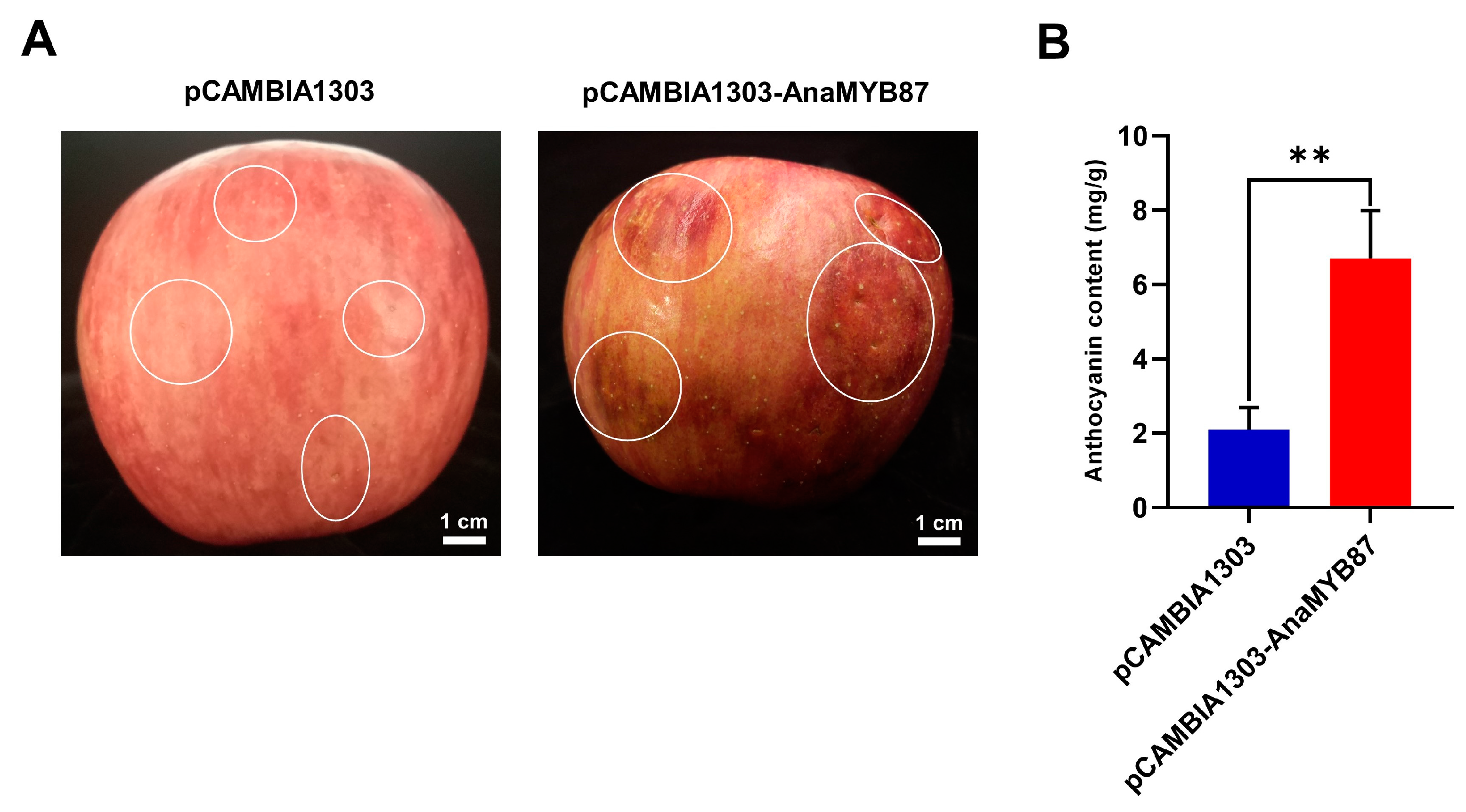 Biomolecules 13 01721 g012