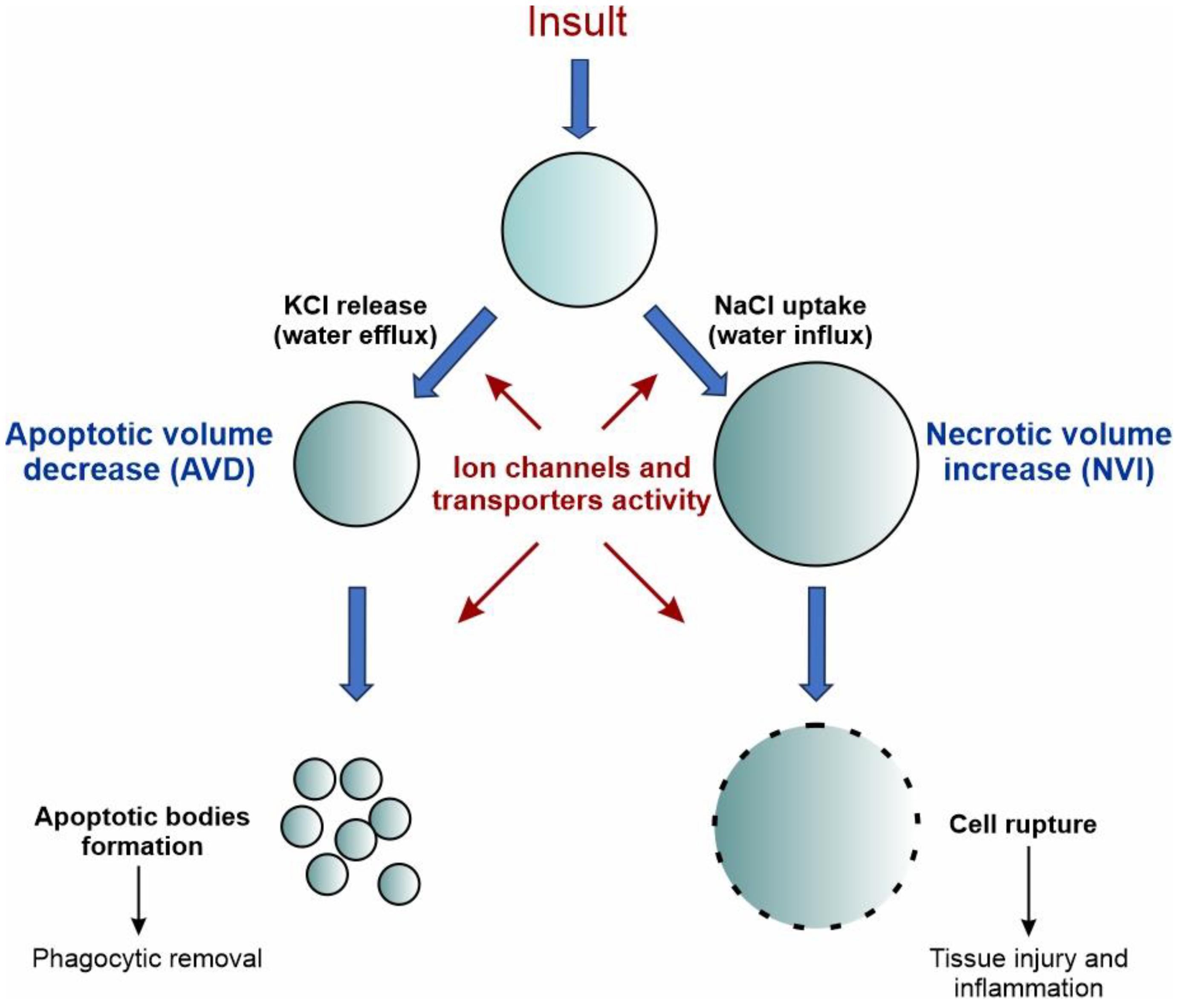 Biomolecules 13 01742 g004