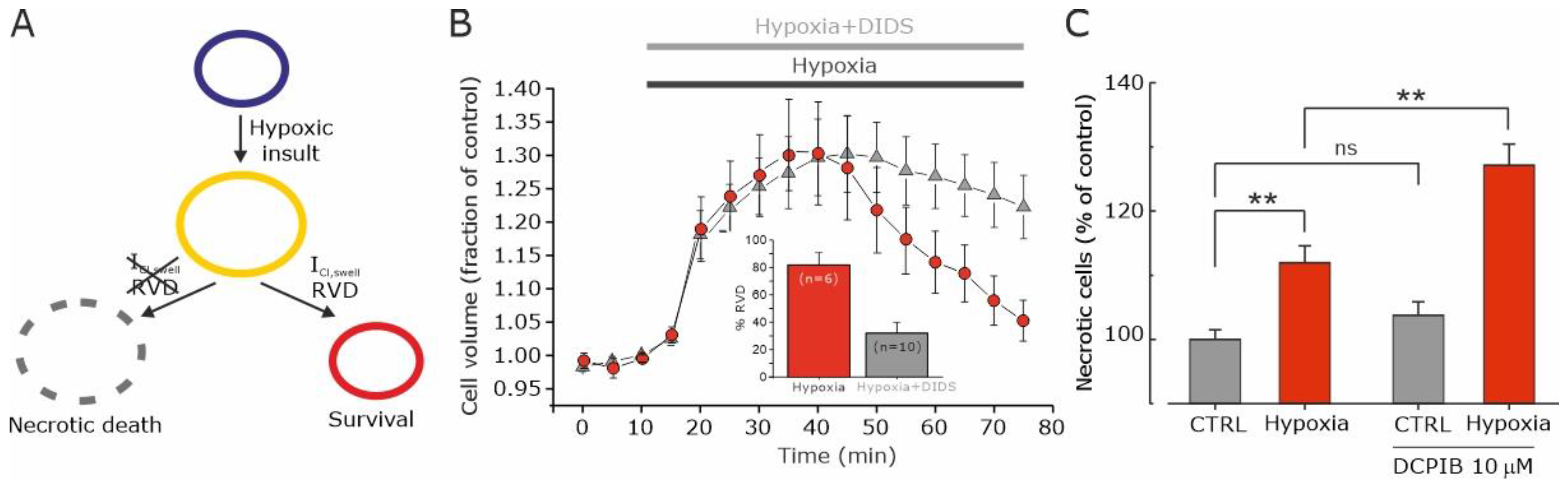 Biomolecules 13 01742 g005