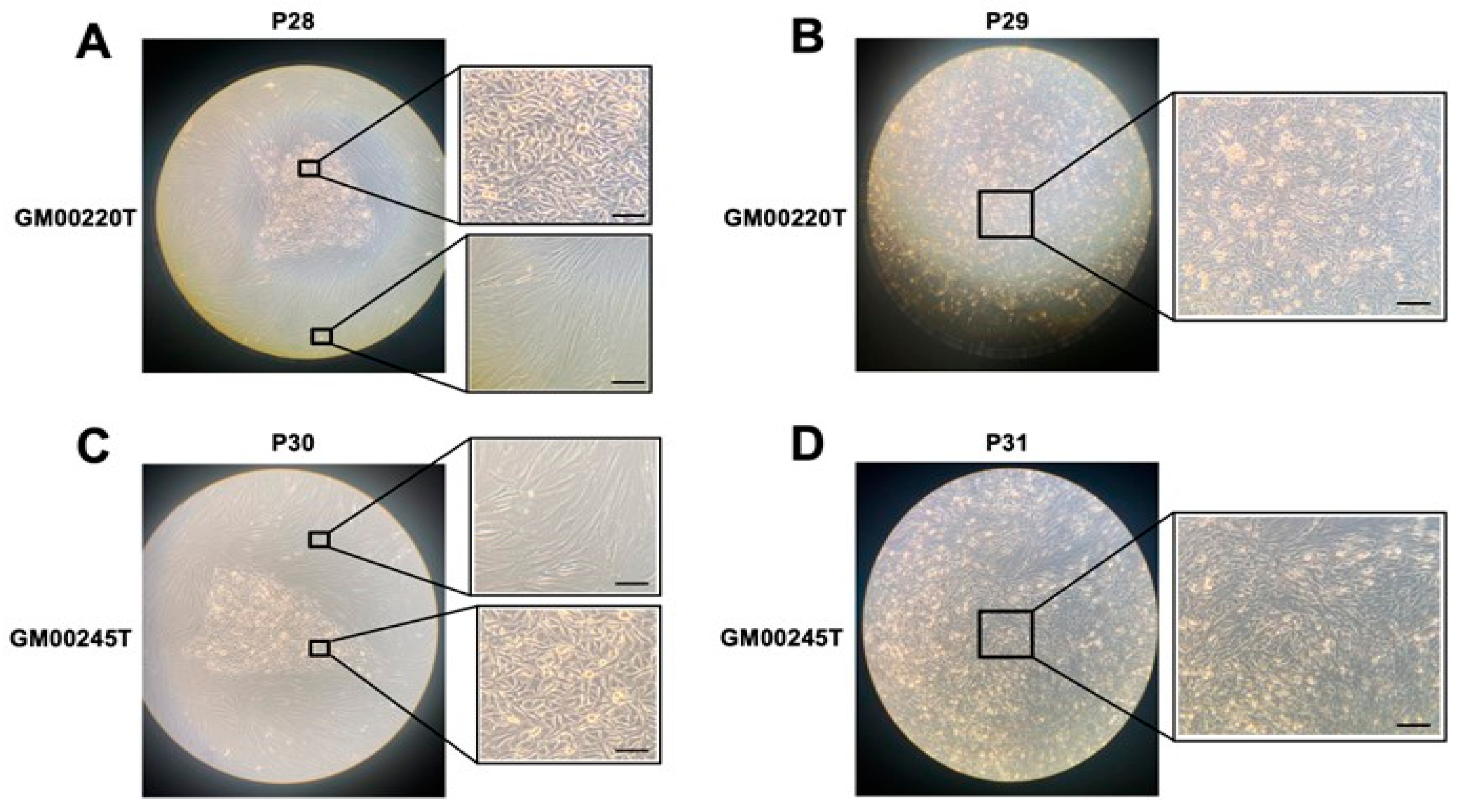 Biomolecules 13 01746 g009