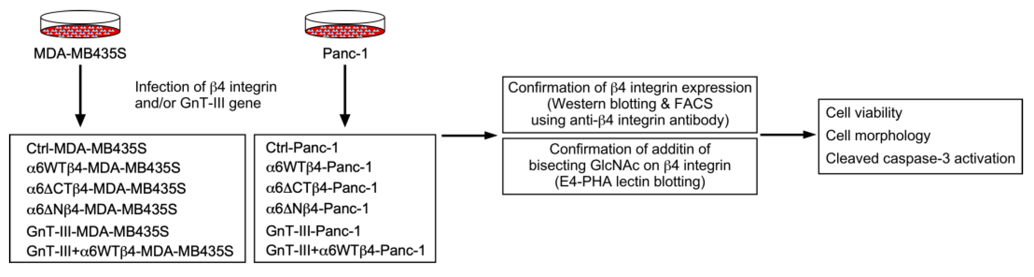 Biomolecules 13 01752 g001
