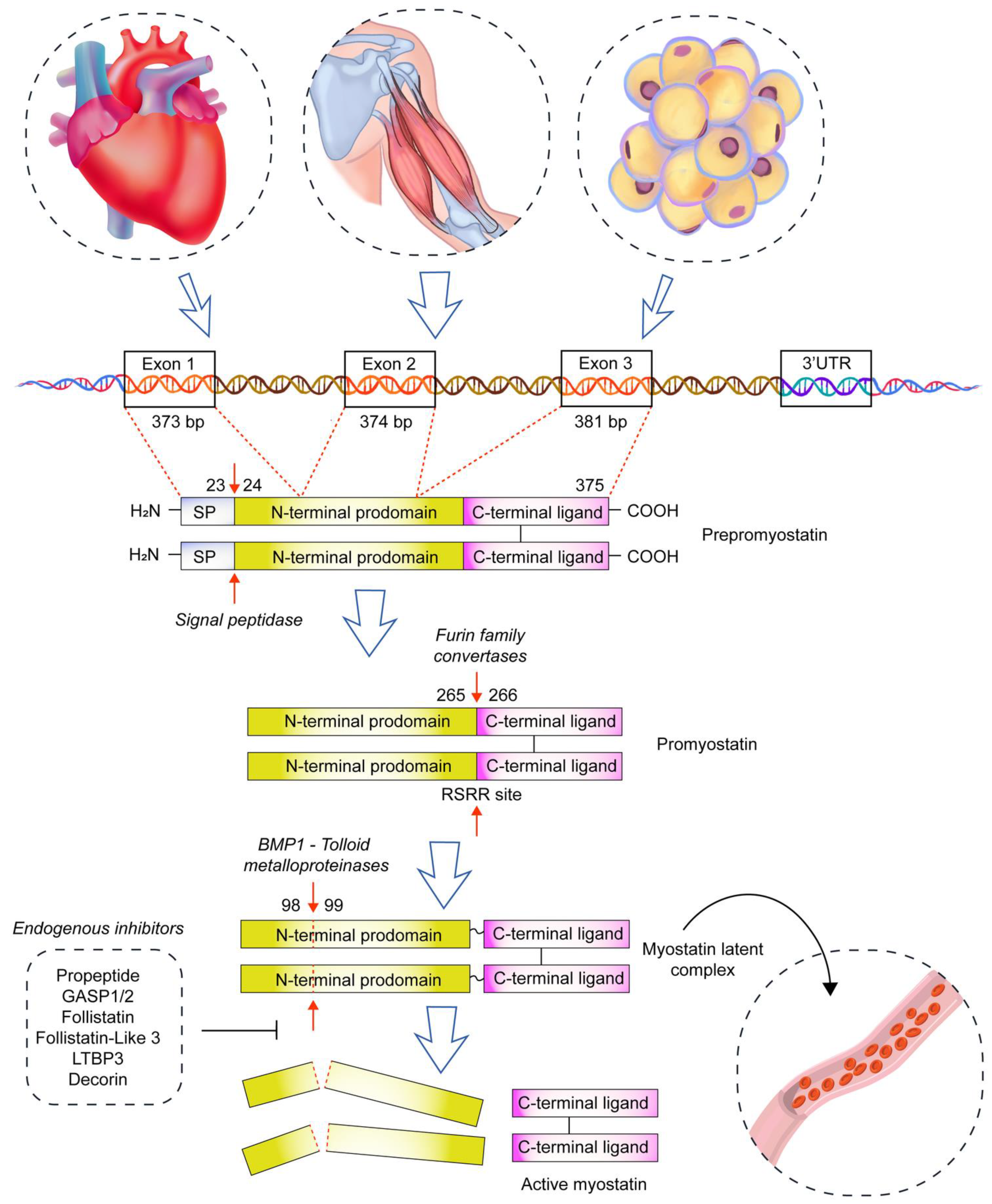 Biomolecules 13 01777 g001 Biomolecules 13 01777 g001