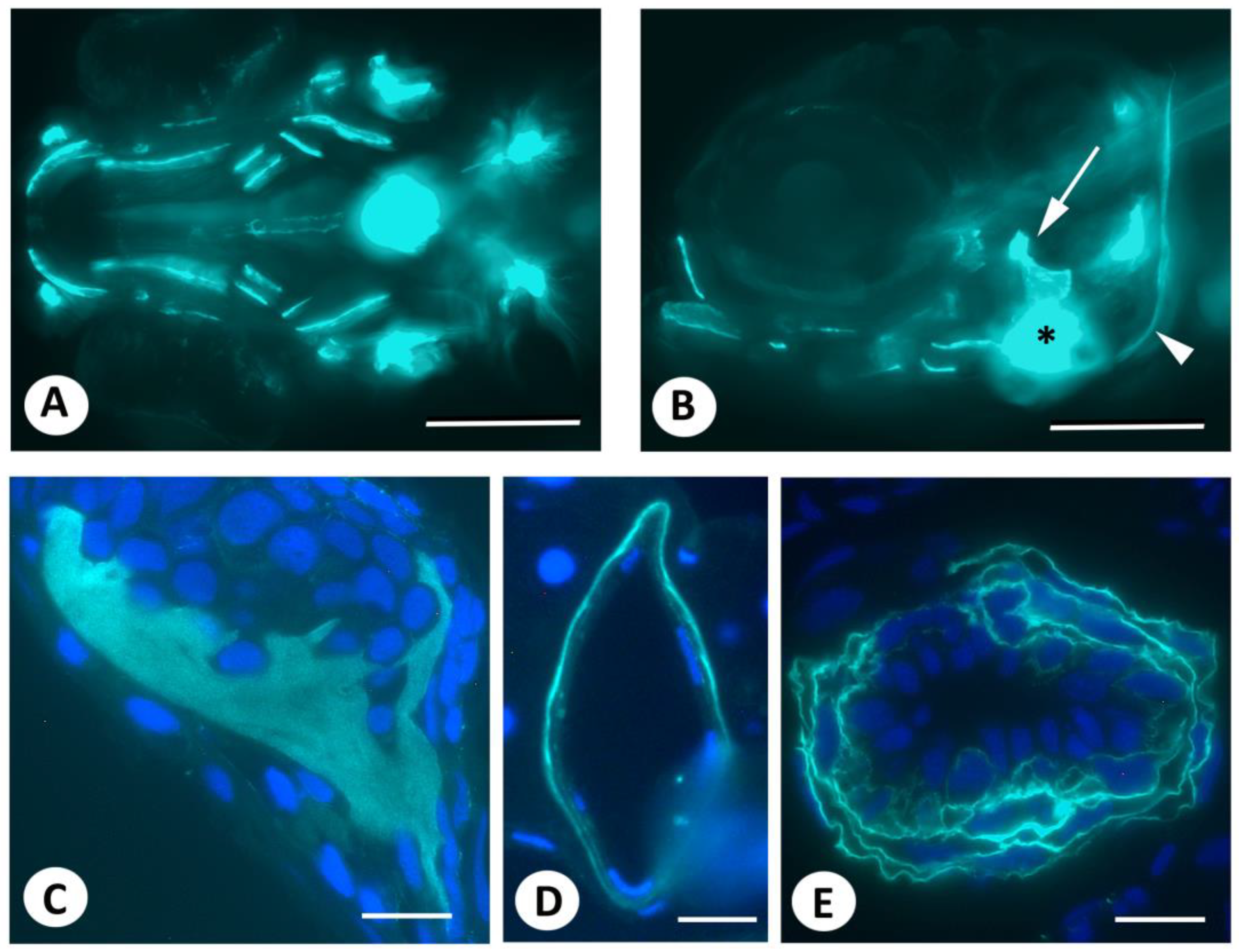 Biomolecules 13 01780 g001 Biomolecules 13 01780 g001
