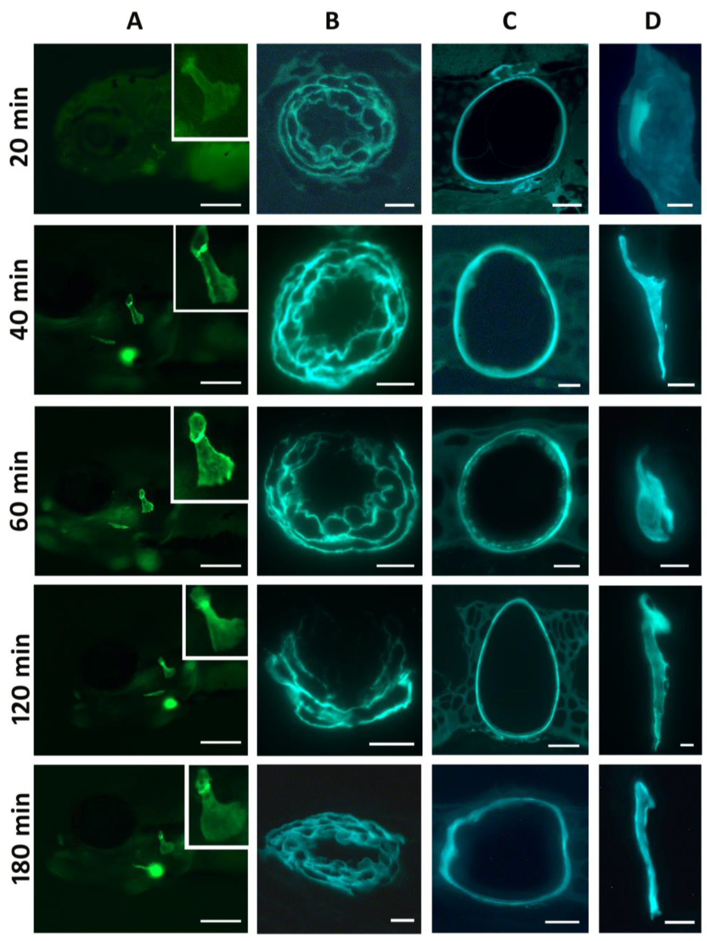 Biomolecules 13 01780 g002 Biomolecules 13 01780 g002