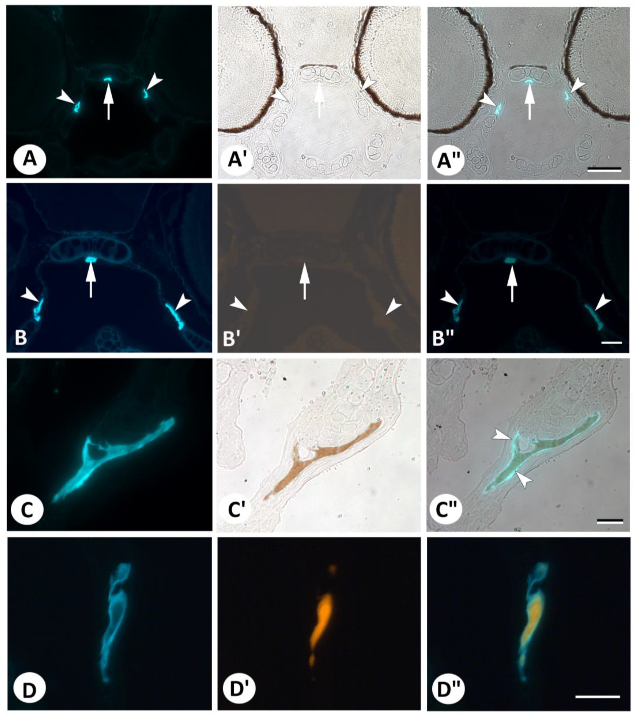 Biomolecules 13 01780 g004 Biomolecules 13 01780 g004