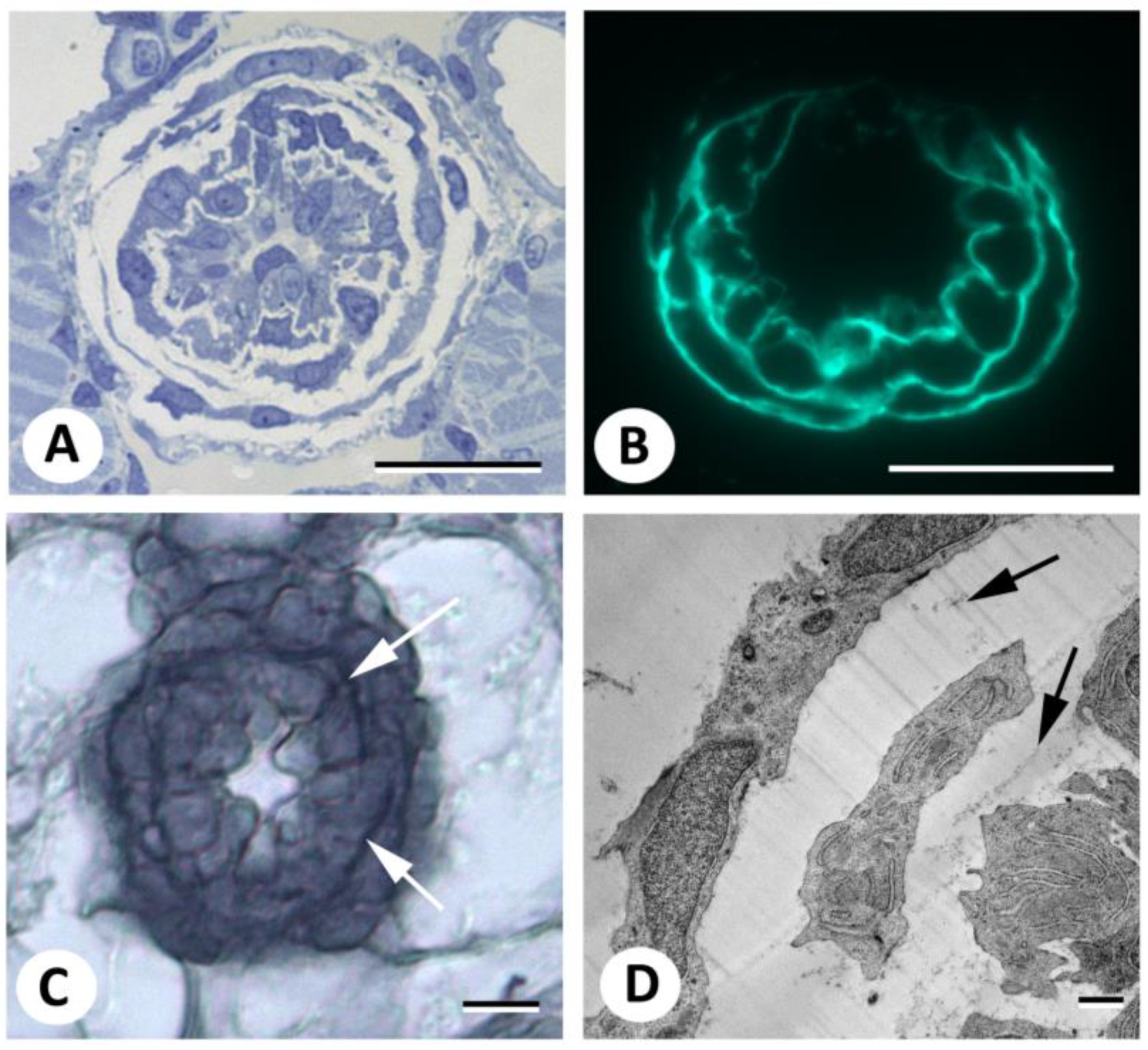 Biomolecules 13 01780 g005 Biomolecules 13 01780 g005