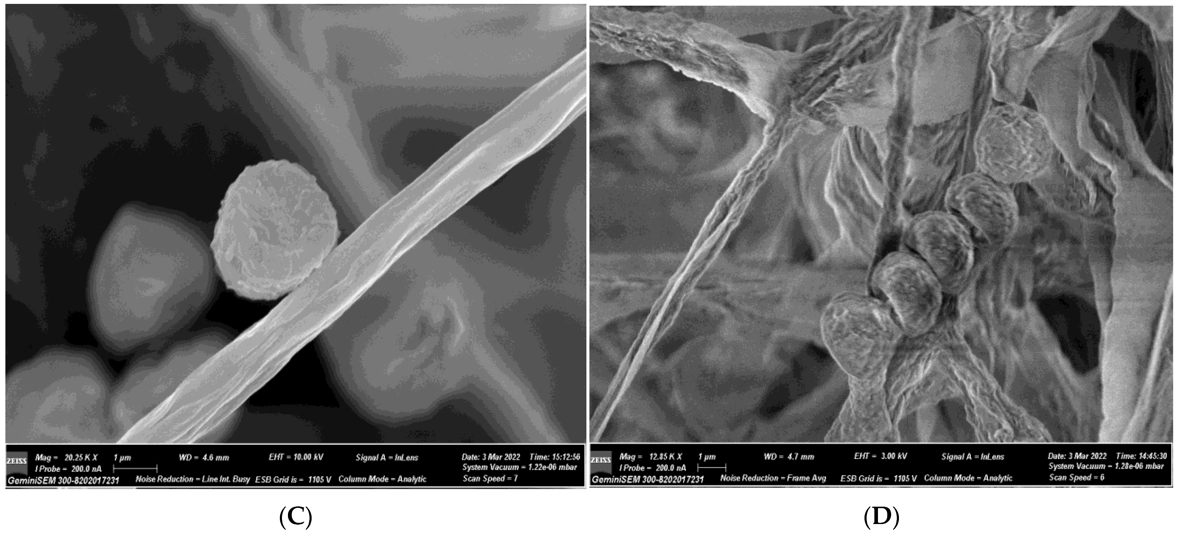 Biomolecules 13 01785 g005b
