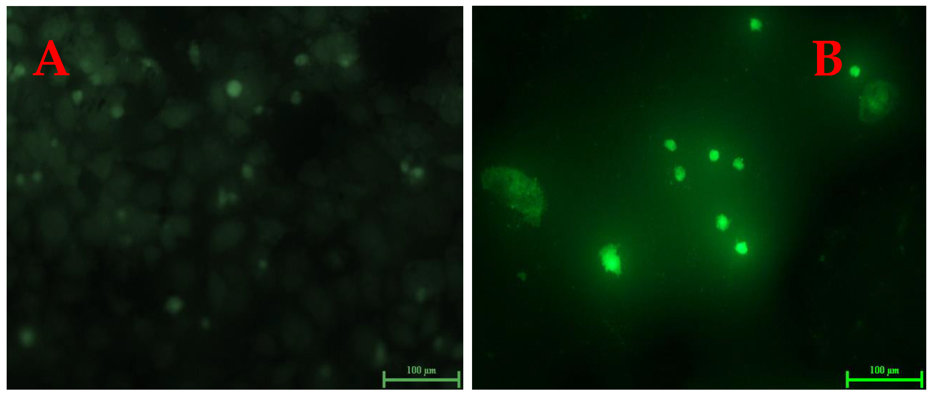 Biomolecules 13 01785 g010