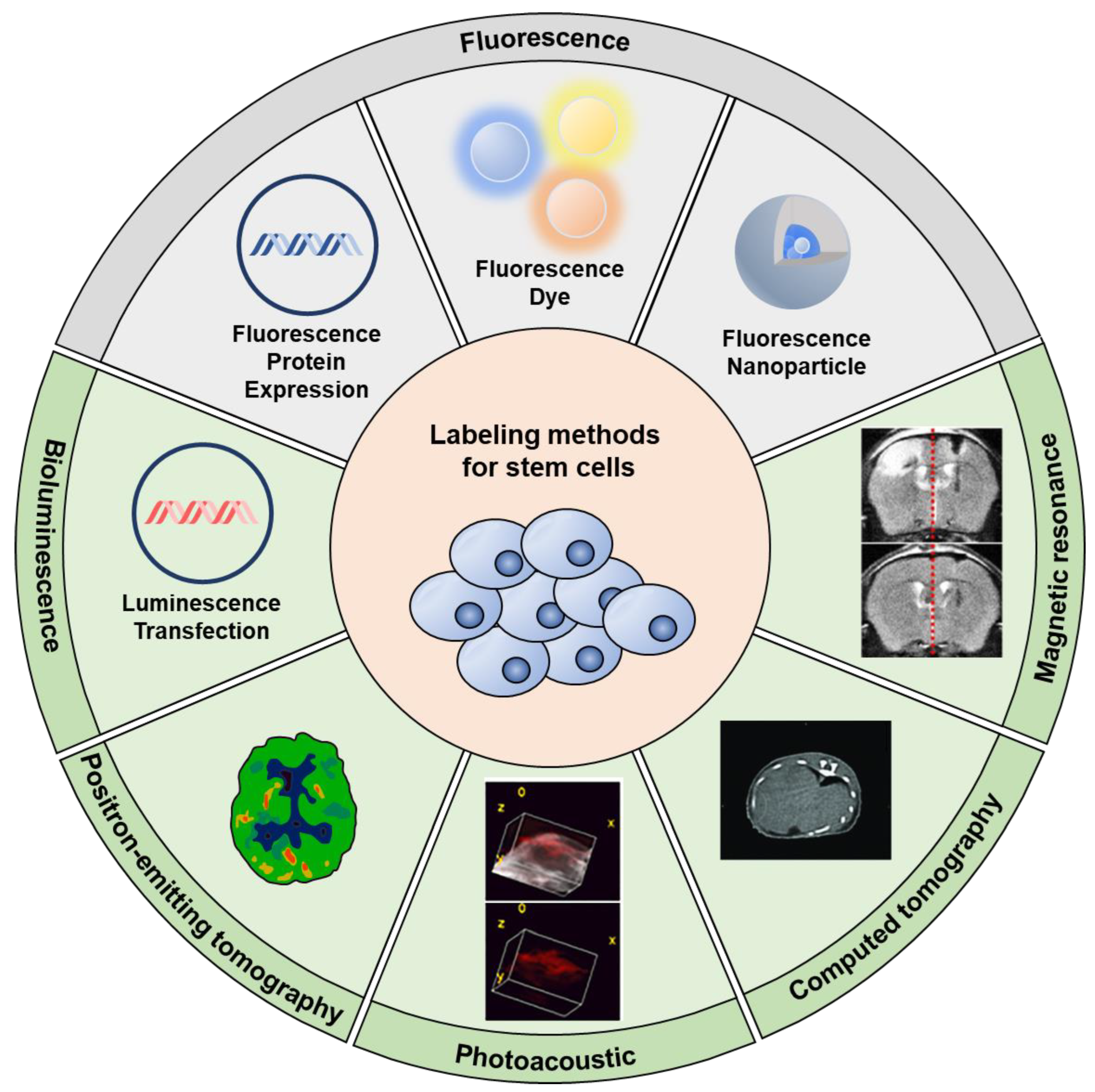 Biomolecules 13 01787 g001