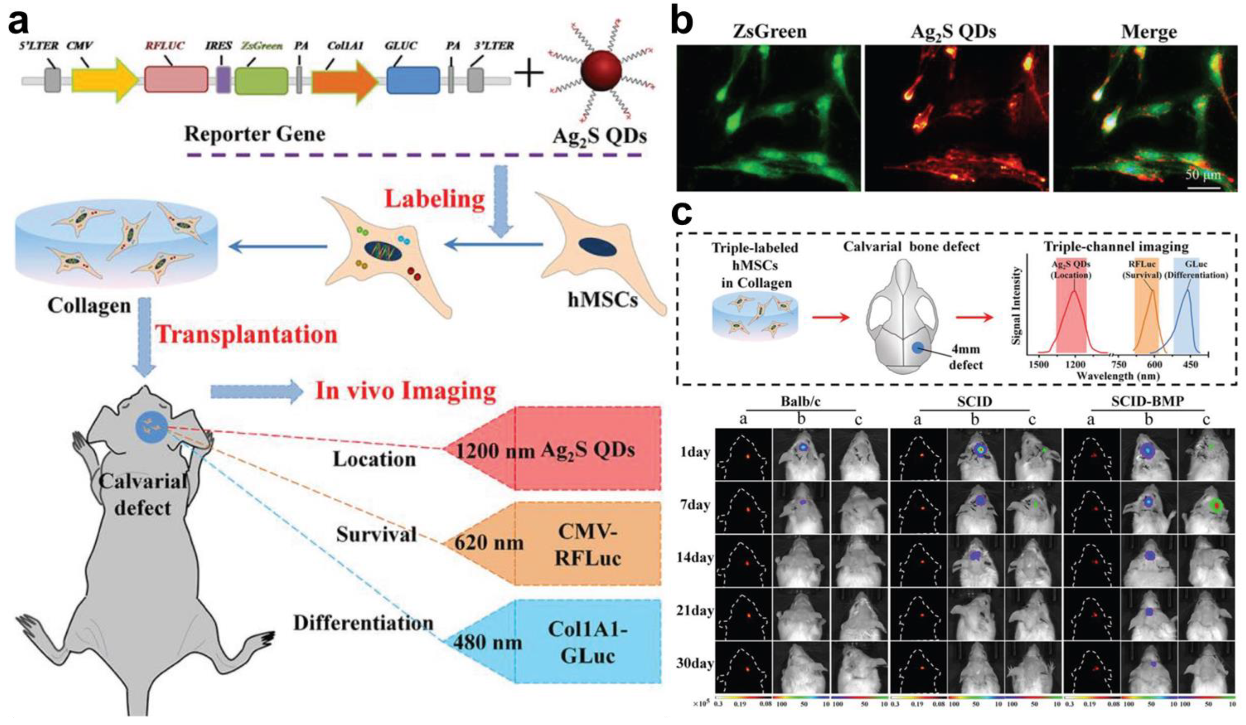 Biomolecules 13 01787 g004