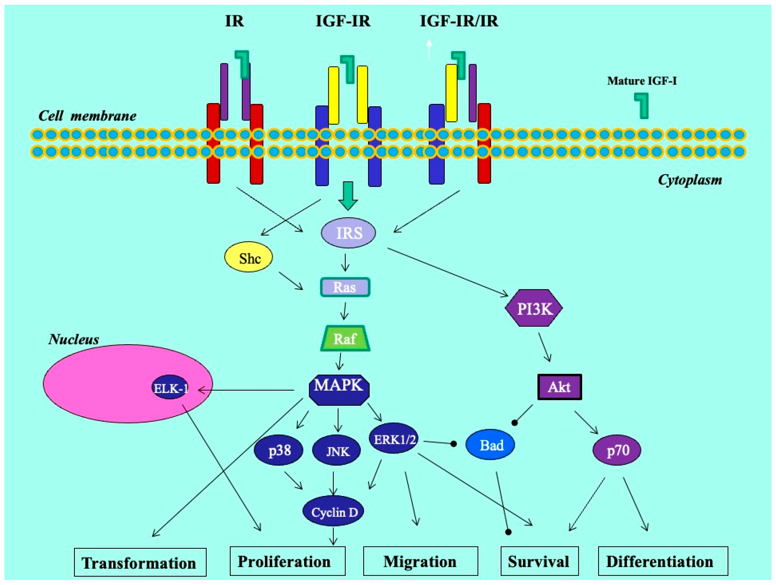 Biomolecules 14 00007 g006